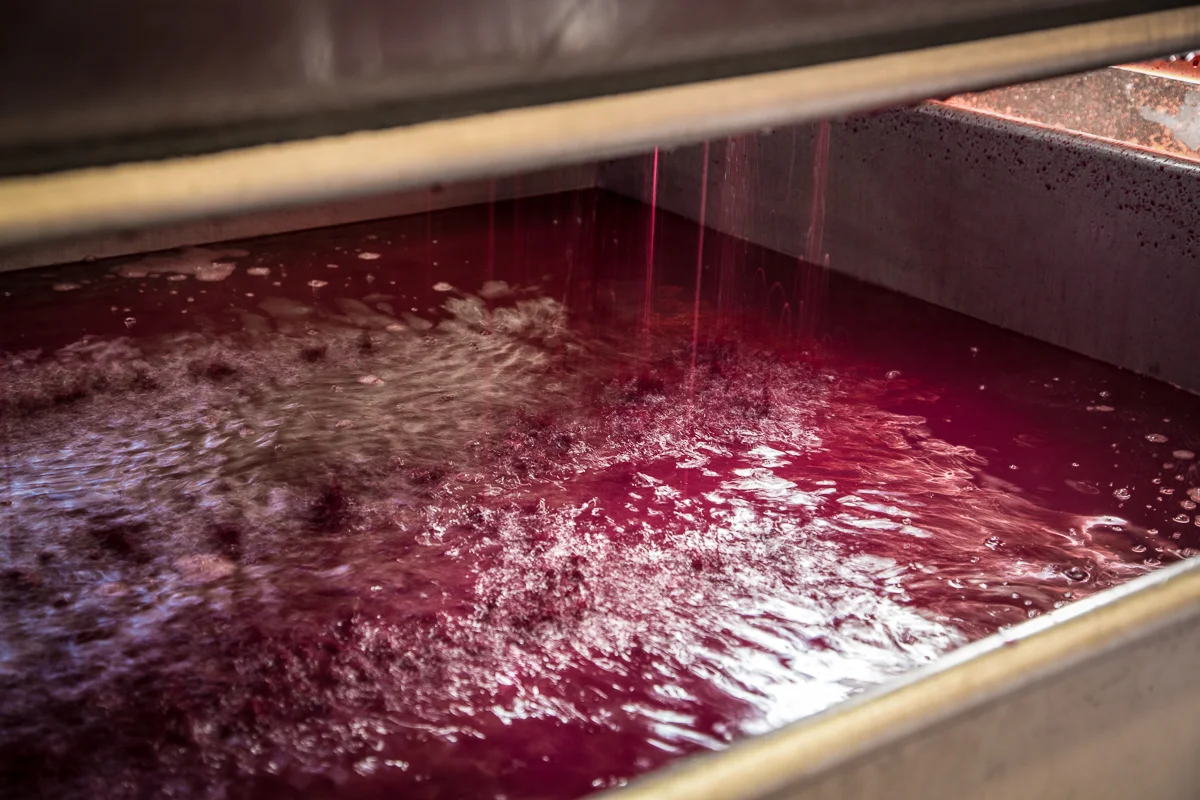 Pressing grapes for 'La Reine des Bois, Lirac'. Domaine de la Mordorée, Tavel