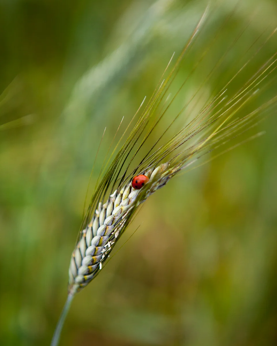 GASCONY-14.jpg
