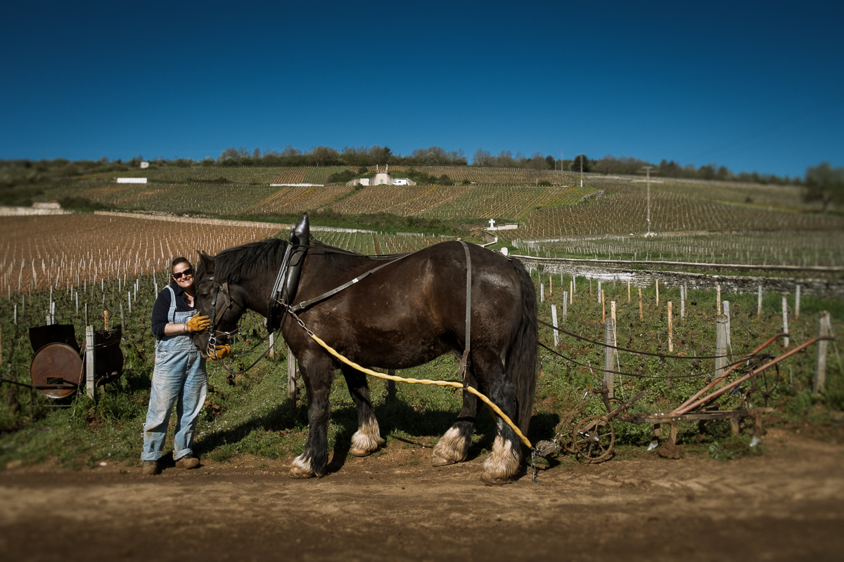 Preparing to plough the vineyards at Domaine Francois Lamarche, Vosne-Romanée, Burgundy.