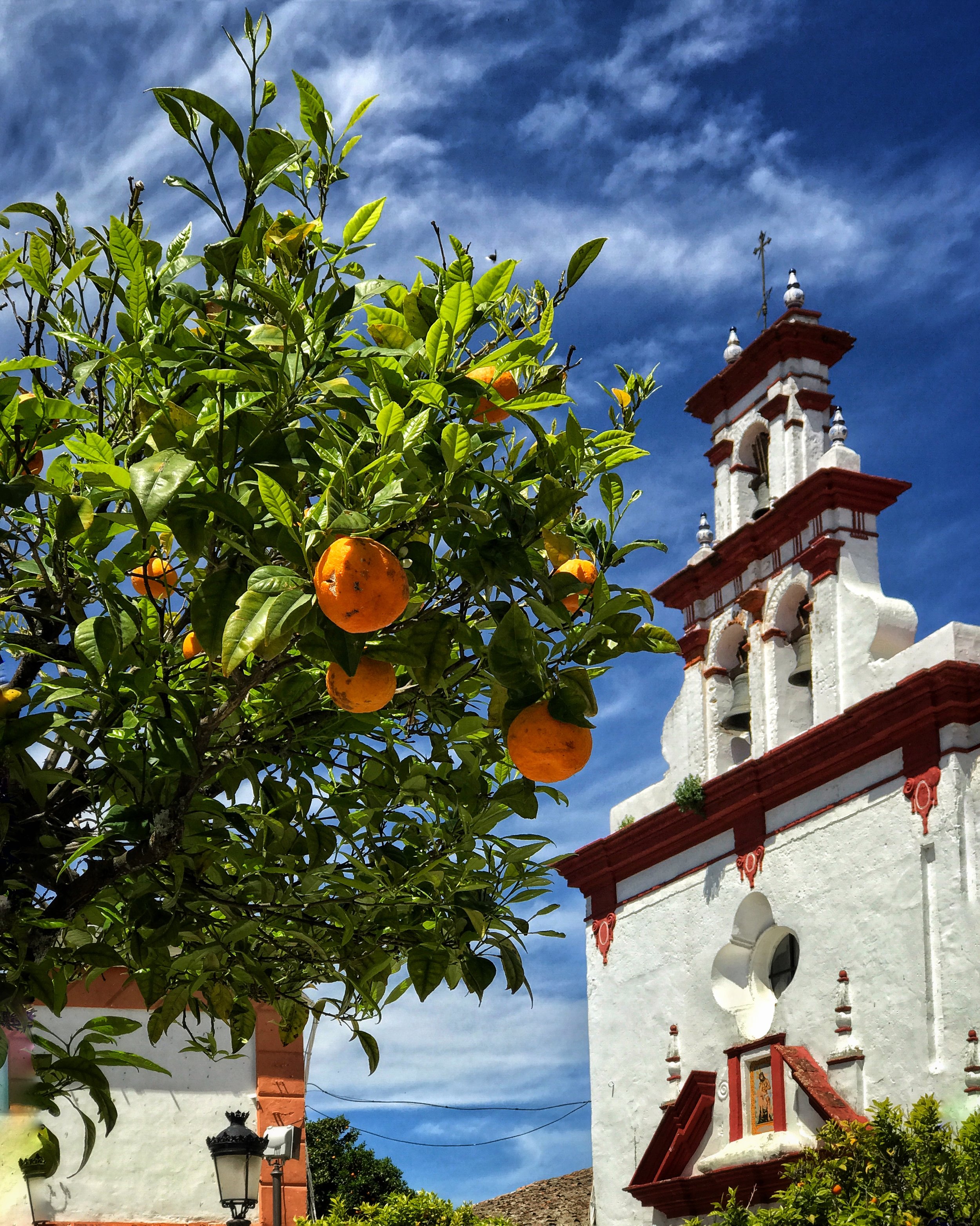 An orange tree in Andalucia, Spain