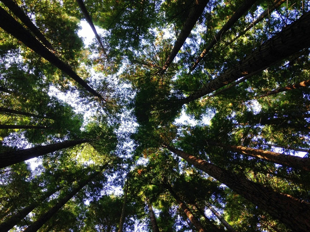 photo-1416169607655-0c2b3ce2e1cc.jpeg