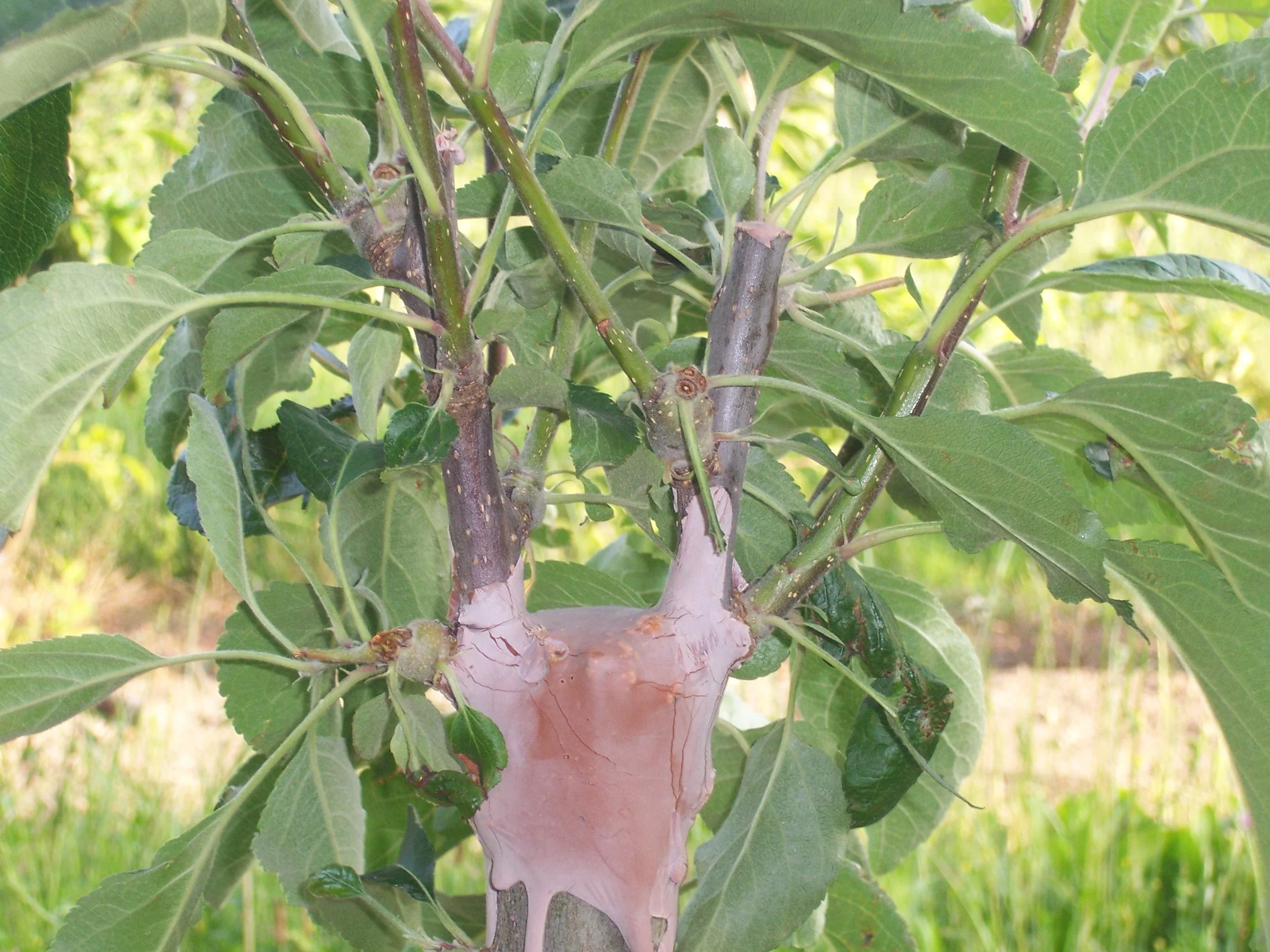 wax-and-grafts-pine-tar-for-tree-grafting.jpg