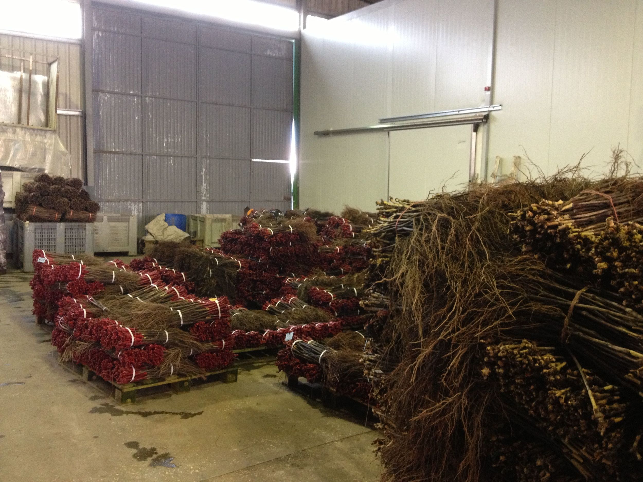 Espagne, Aielo de Malferit, stockage des plants greffés après arrachage, décembre 2013.jpg