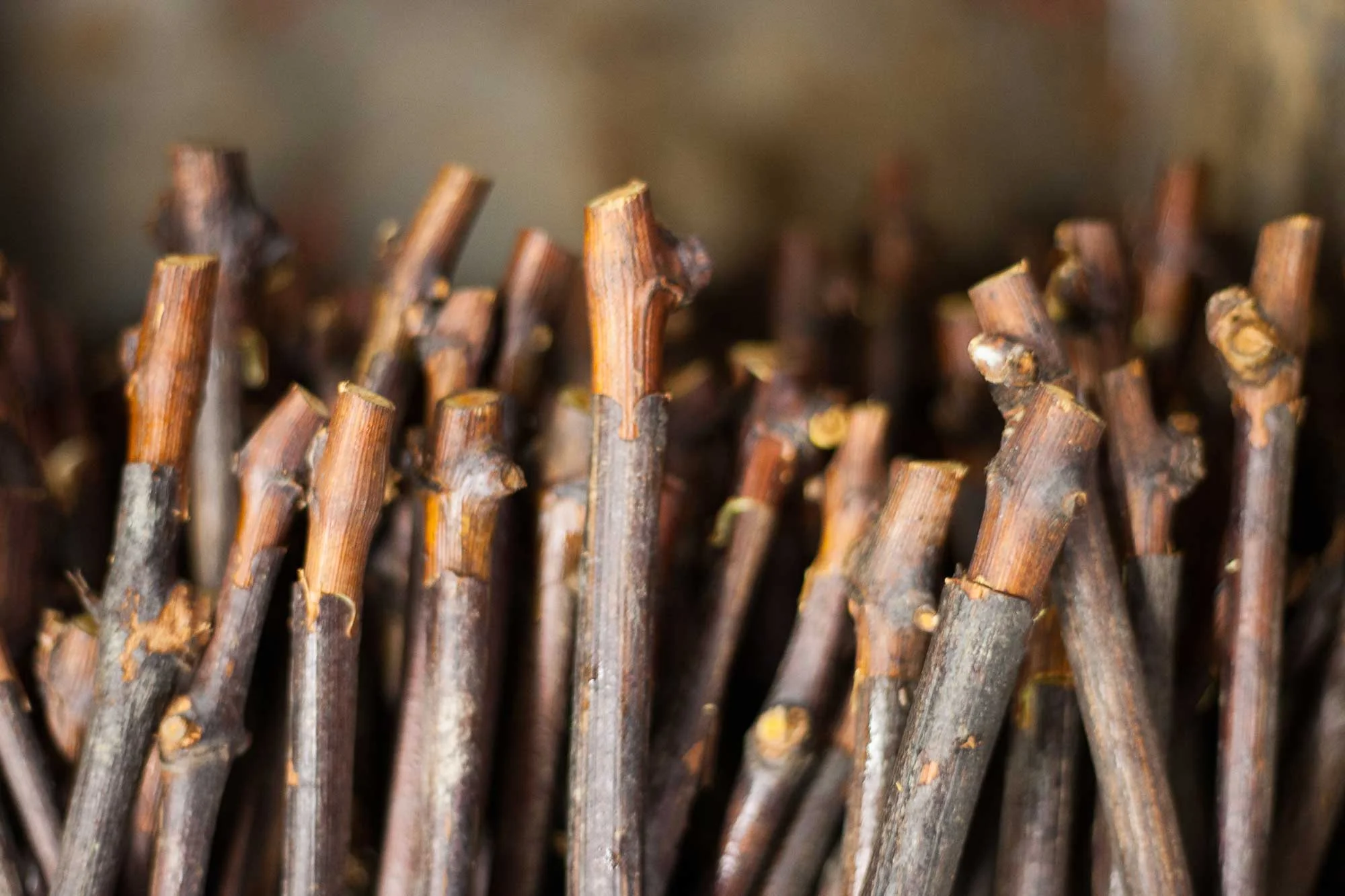 Rootstock and scion just assembled with an omega-cut grafting machine