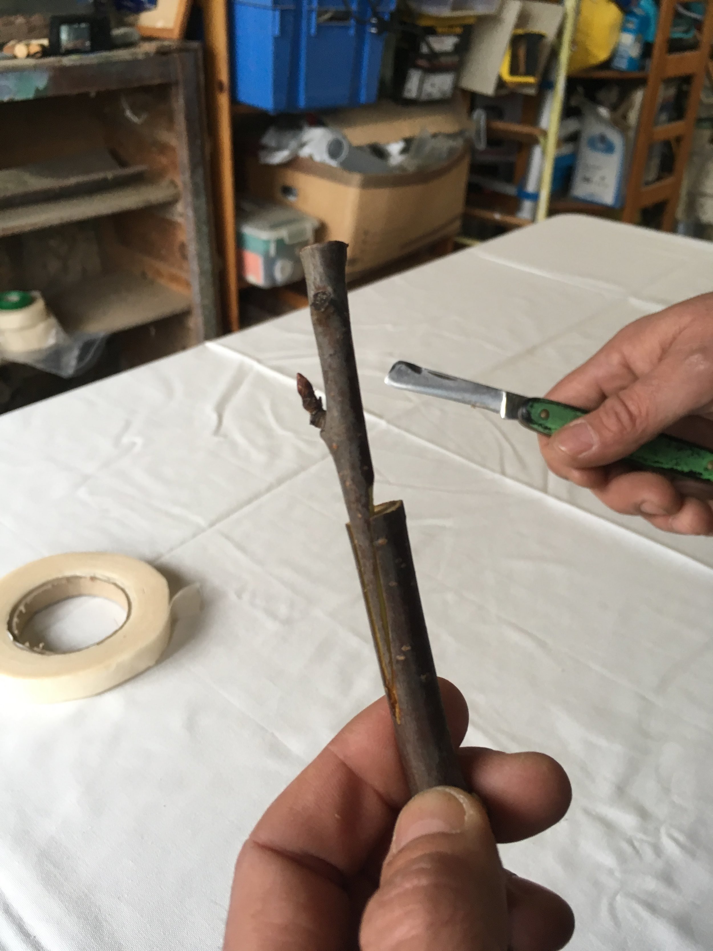 grafting tape — Wax and Grafts