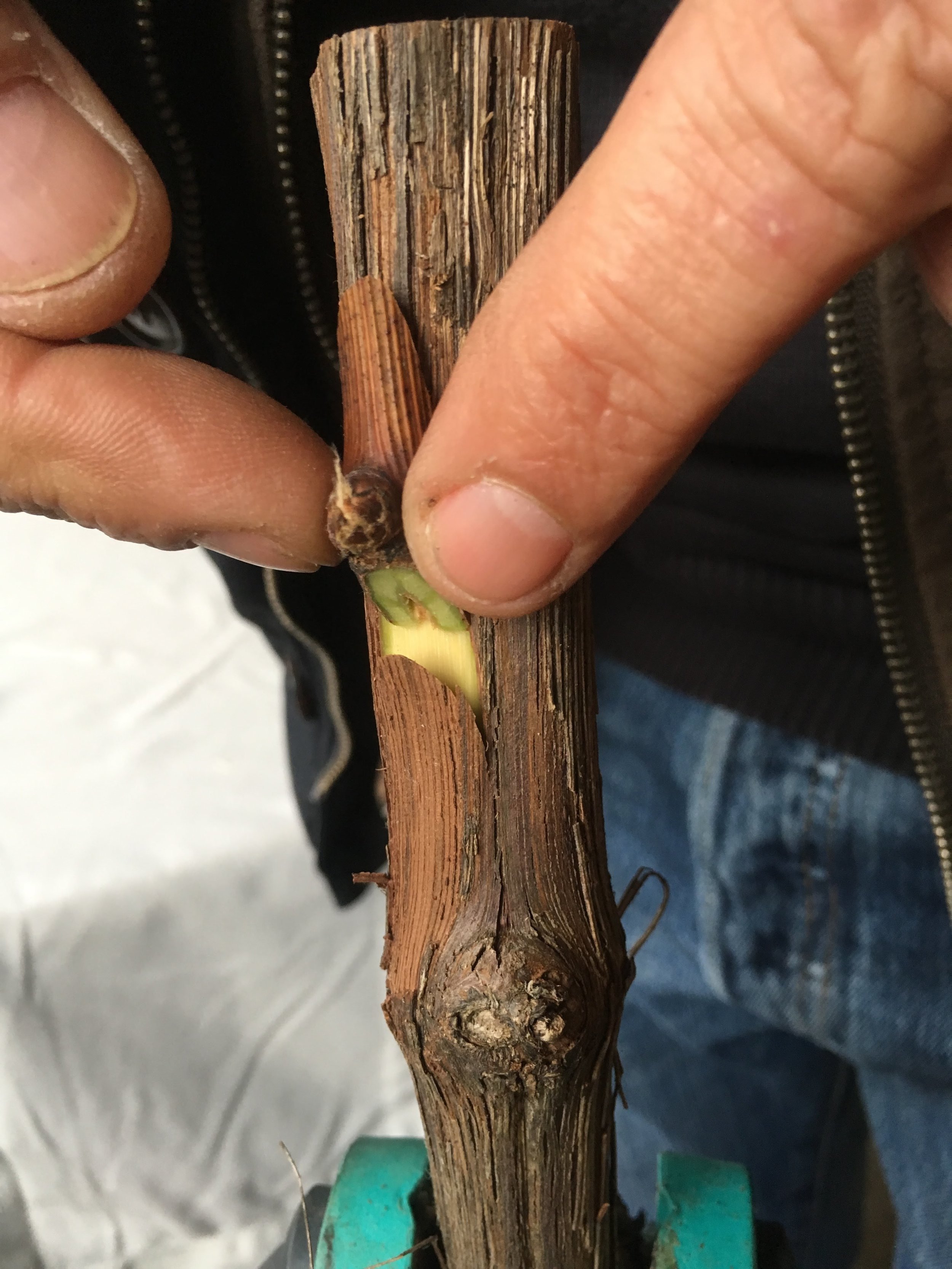 ZREAL Profesional de Ramas de árboles frutales Membrana injertada con leves Uvas pegajosas Cítricos Apple Pear Nursery Grafting Tape Tool 