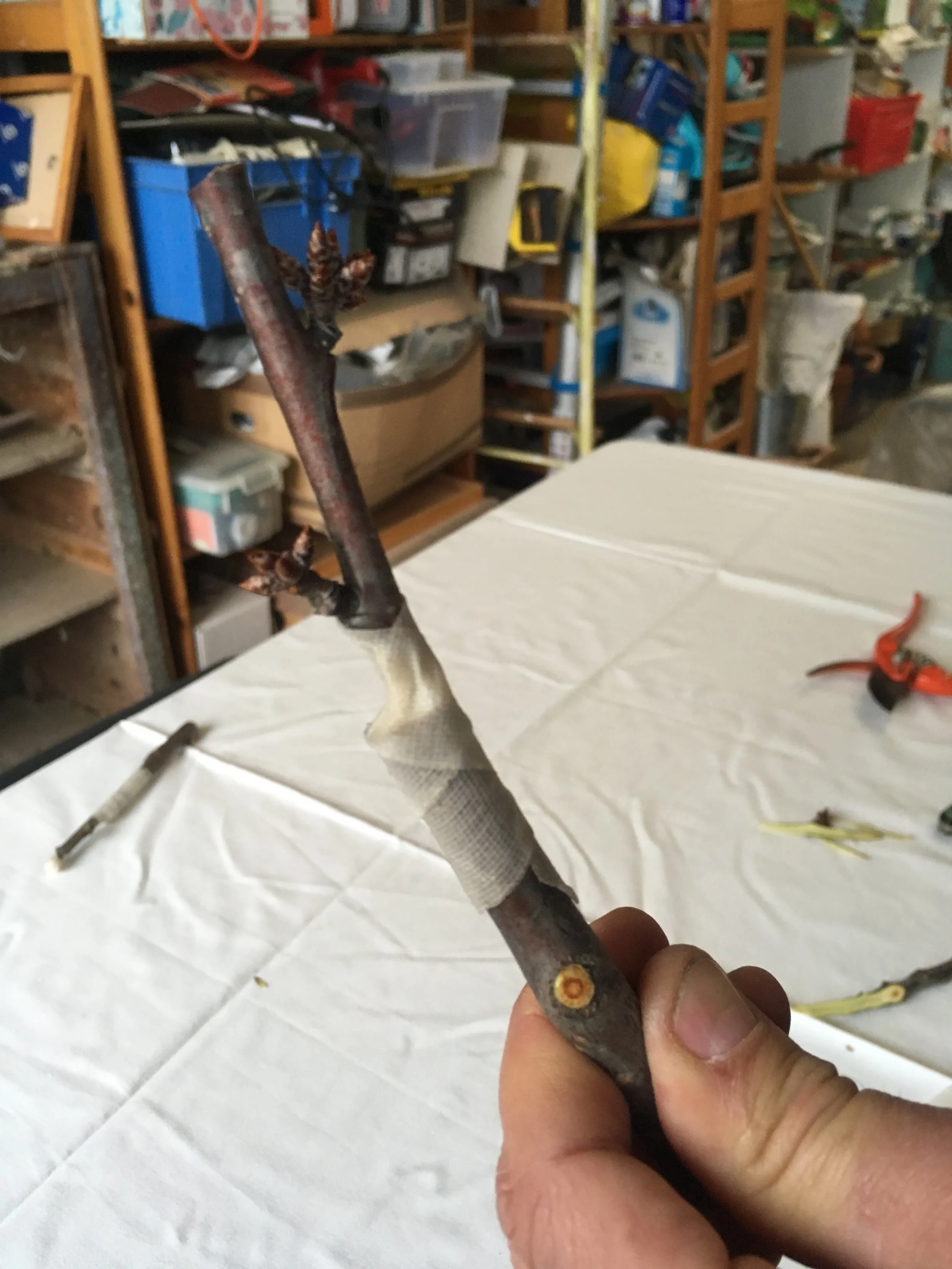 grafting tape — Wax and Grafts