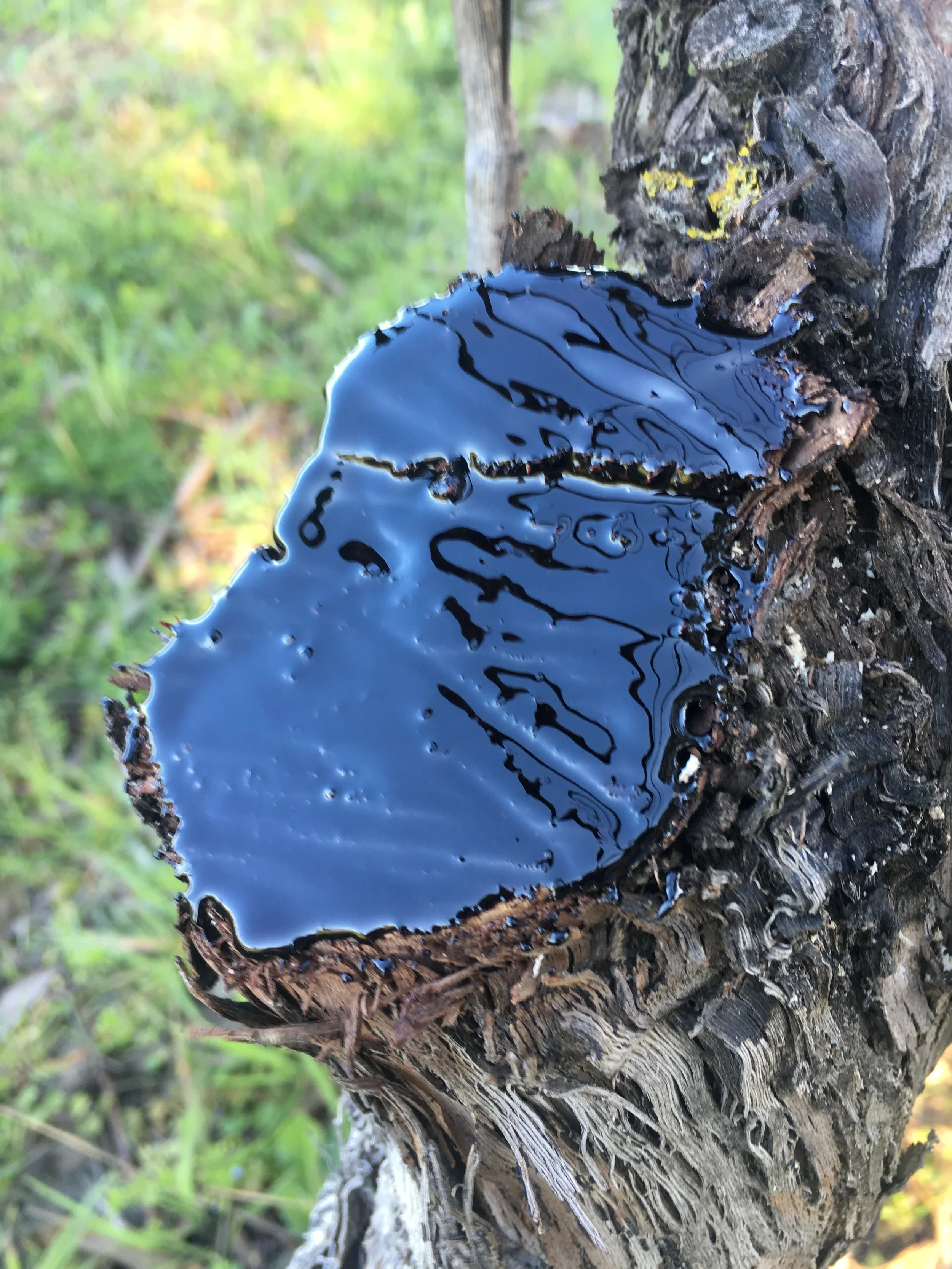 InocBloc® Organic Wound Protectant : a must-have for vine and fruit tree growing