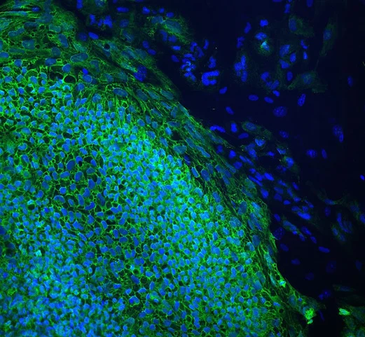 Artist Residency on the Science of Genome Editing at Max Delbrück Center