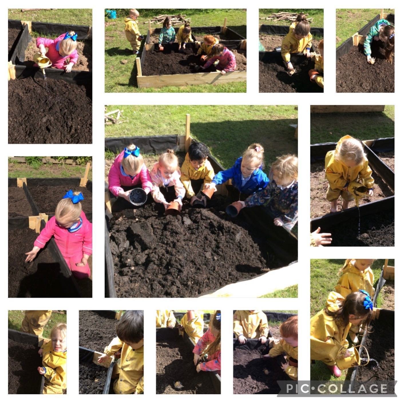 At forest school, Foundation 1 planted seeds in our new allotment that Mr Green built for us. When asked; some children already knew that seeds need sun, soil and water to grow. In small groups, the children spread compost into one section of the all