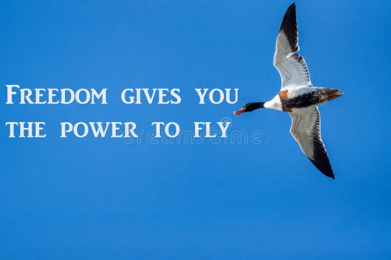 motivational-quote-freedom-gives-you-power-to-fly-inspirational-quote-350449698.jpg.webp