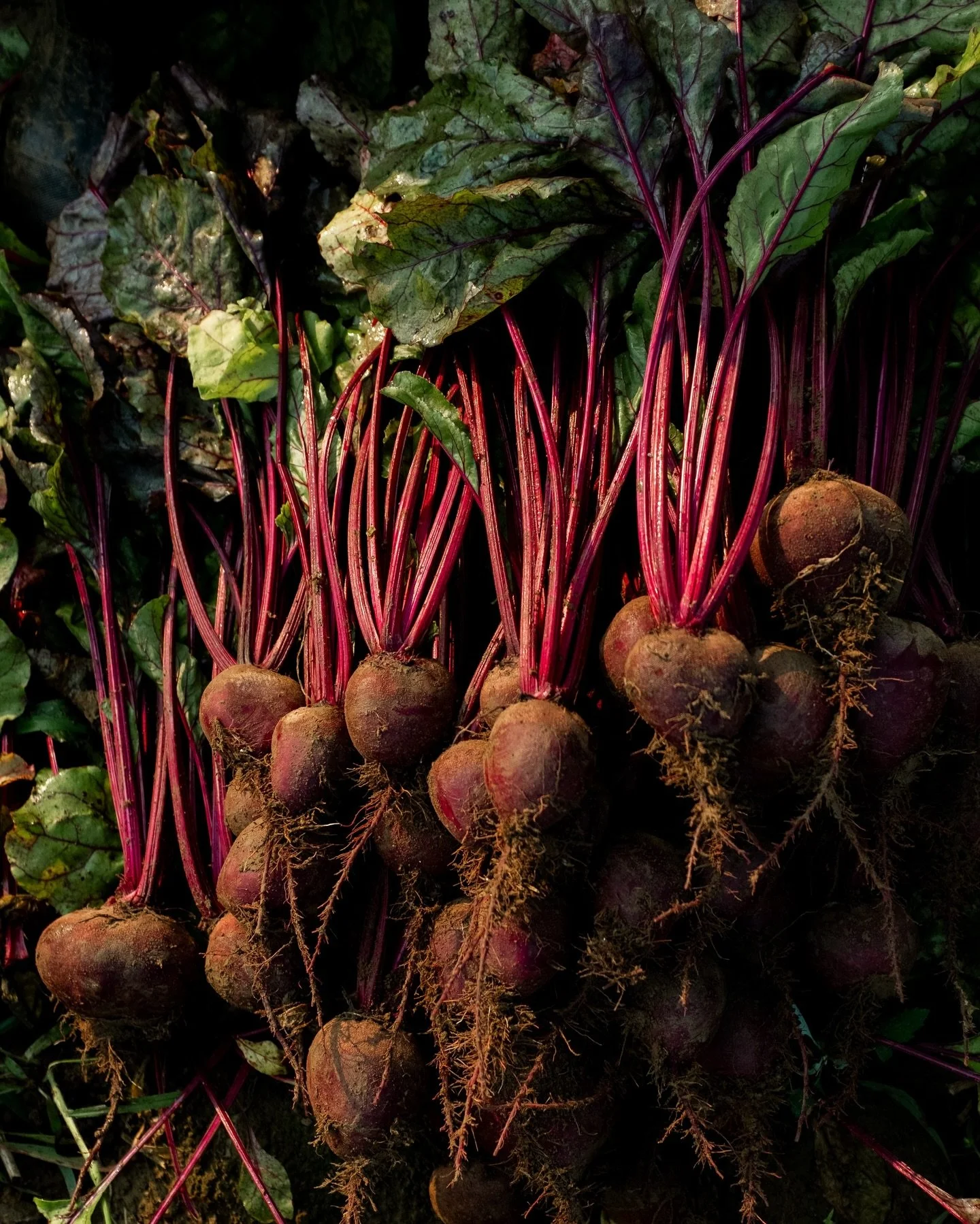 From seed to full grown food. Details of freshly picked vegetables at Harvest Tide Organics in Bowdoinham, Maine.

As a crew, everyone contributes to each part of the process from seed to harvest. From seeding to watering to prepping the ground and p