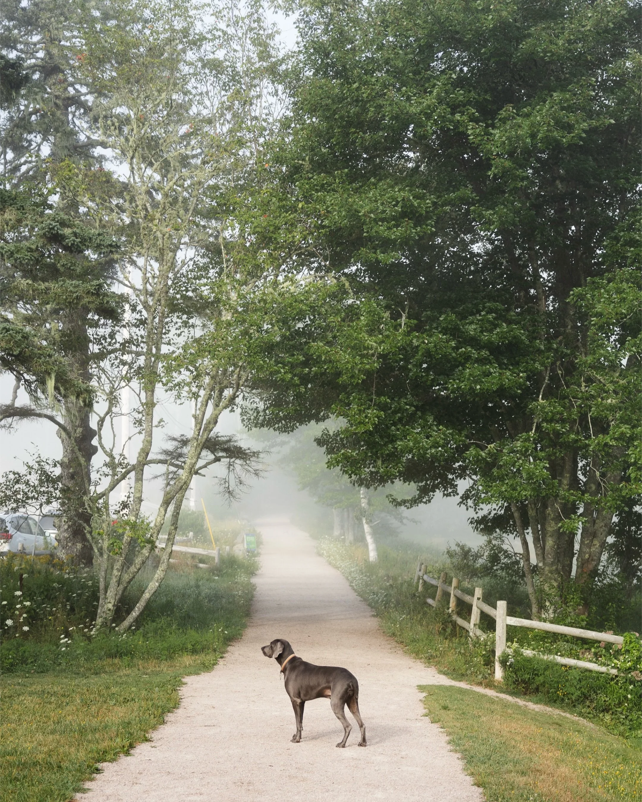 I was invited to spend a morning with Kotryna &amp; John and their two pups, June &amp; Seymour, at their home last week.

Kotryna first reached out because she wanted some photos of them and their dogs to remember this special time &mdash; their fir