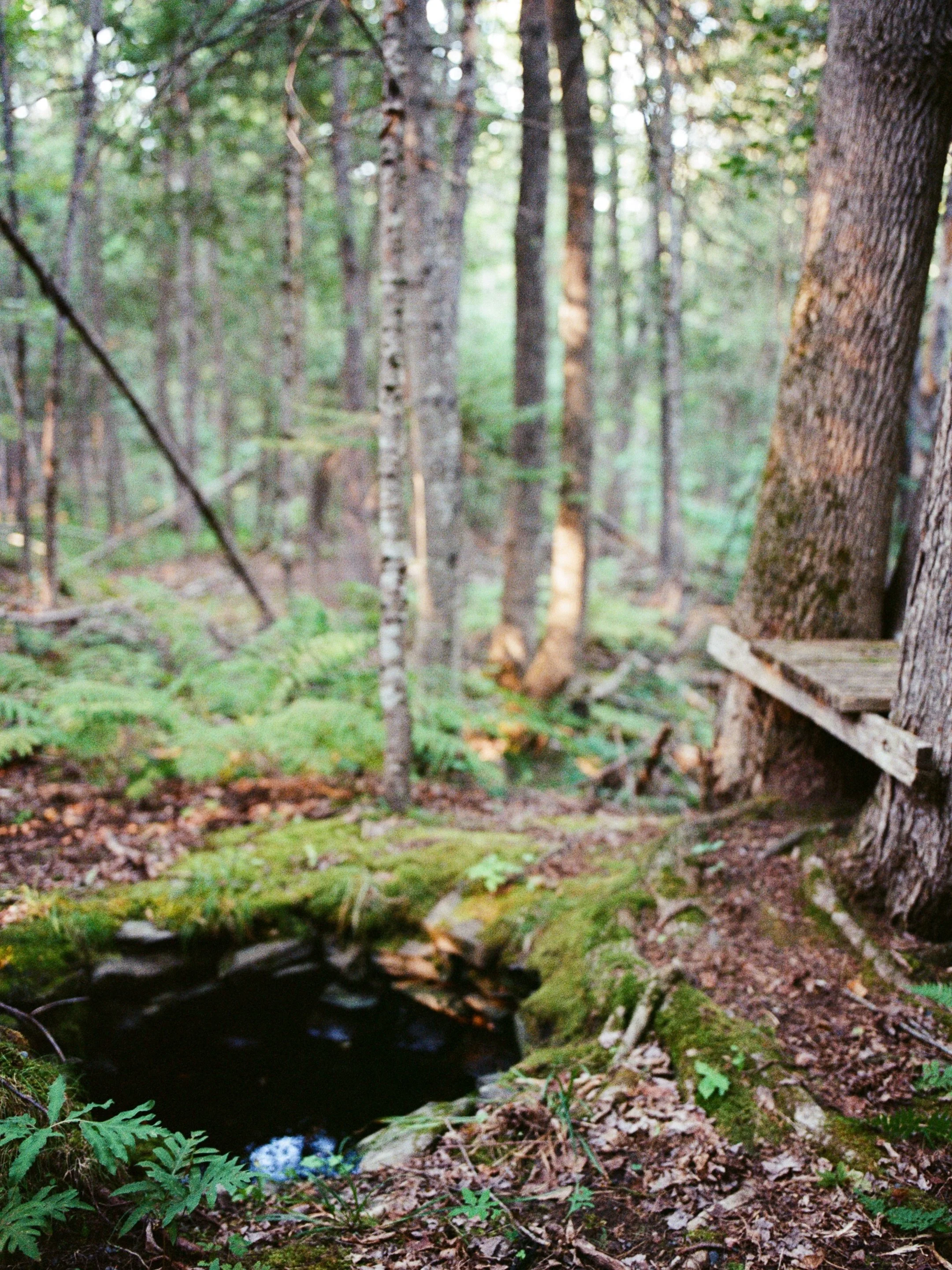 Want to come on a walk with me through end of summer/early fall?

Sometimes I have a few images left on rolls after weddings or sessions before I send out to labs. It&rsquo;s become tradition to take a walk around our property before mailing and brin