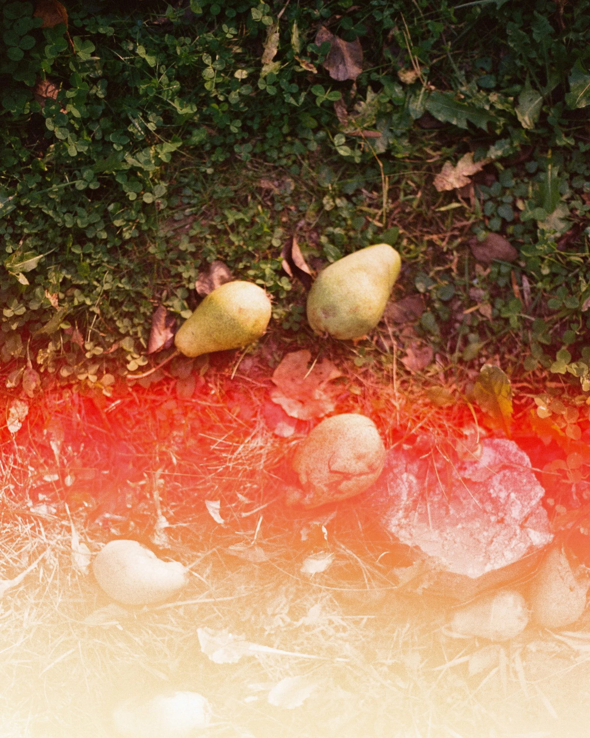 Pears on the ground on film. Photography by Sienna Renee Photography.