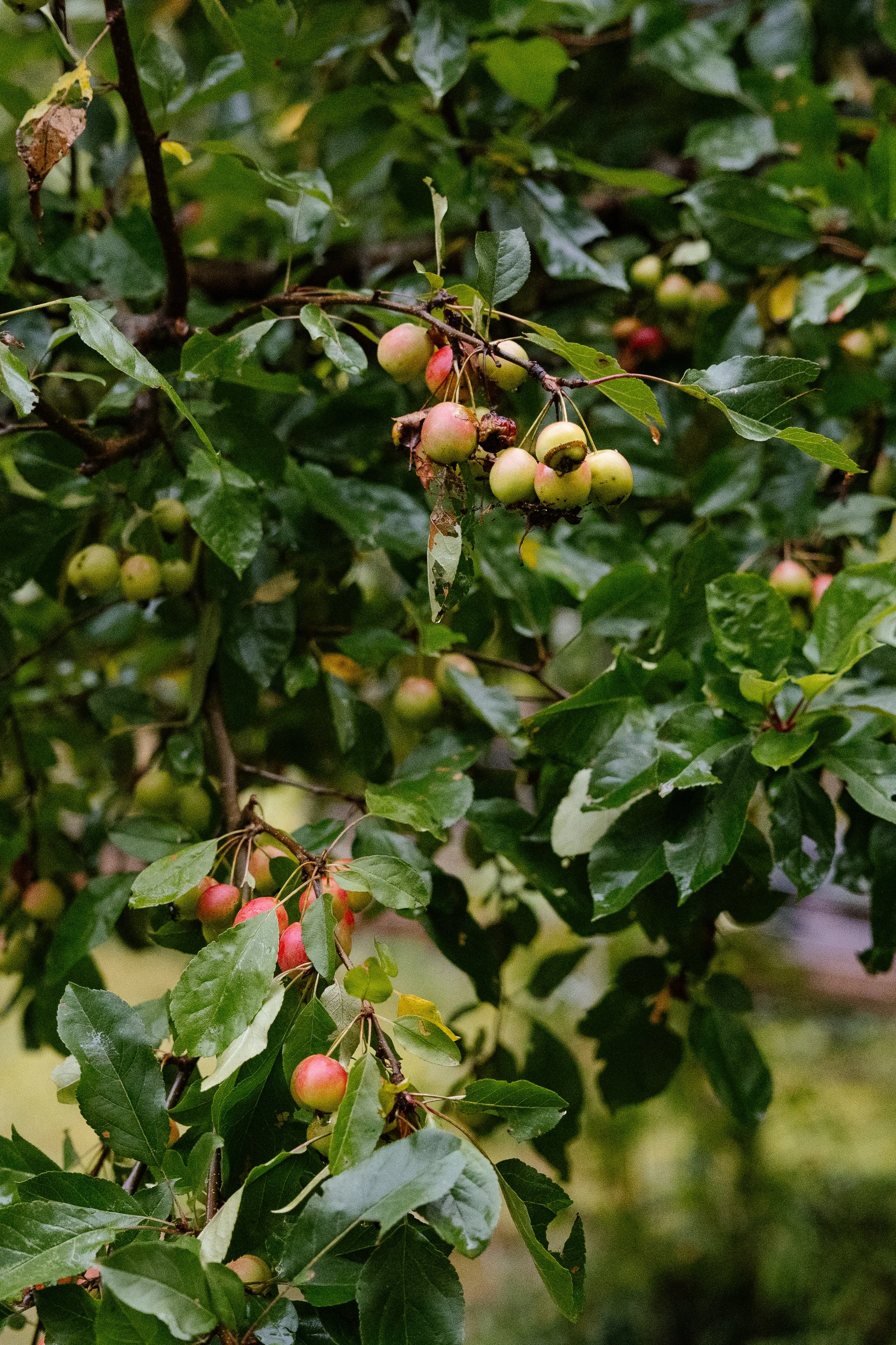 Crab apple tree on a family property during an intimate backyard wedding in Maine. Photography by Sienna Renee Photography.
