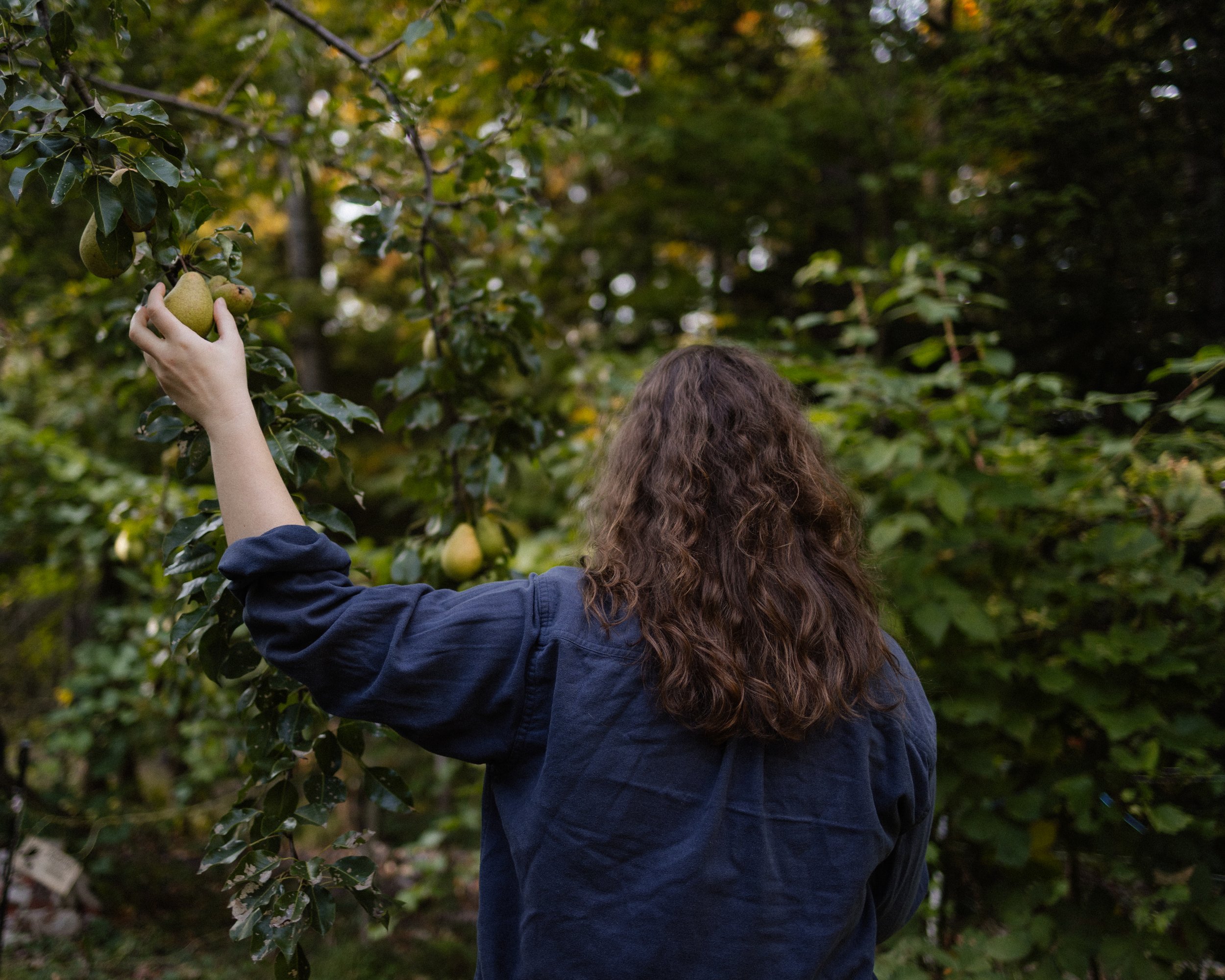 Self portrait of Sienna picking a pear from a tree. Photography by Sienna Renee Photography.