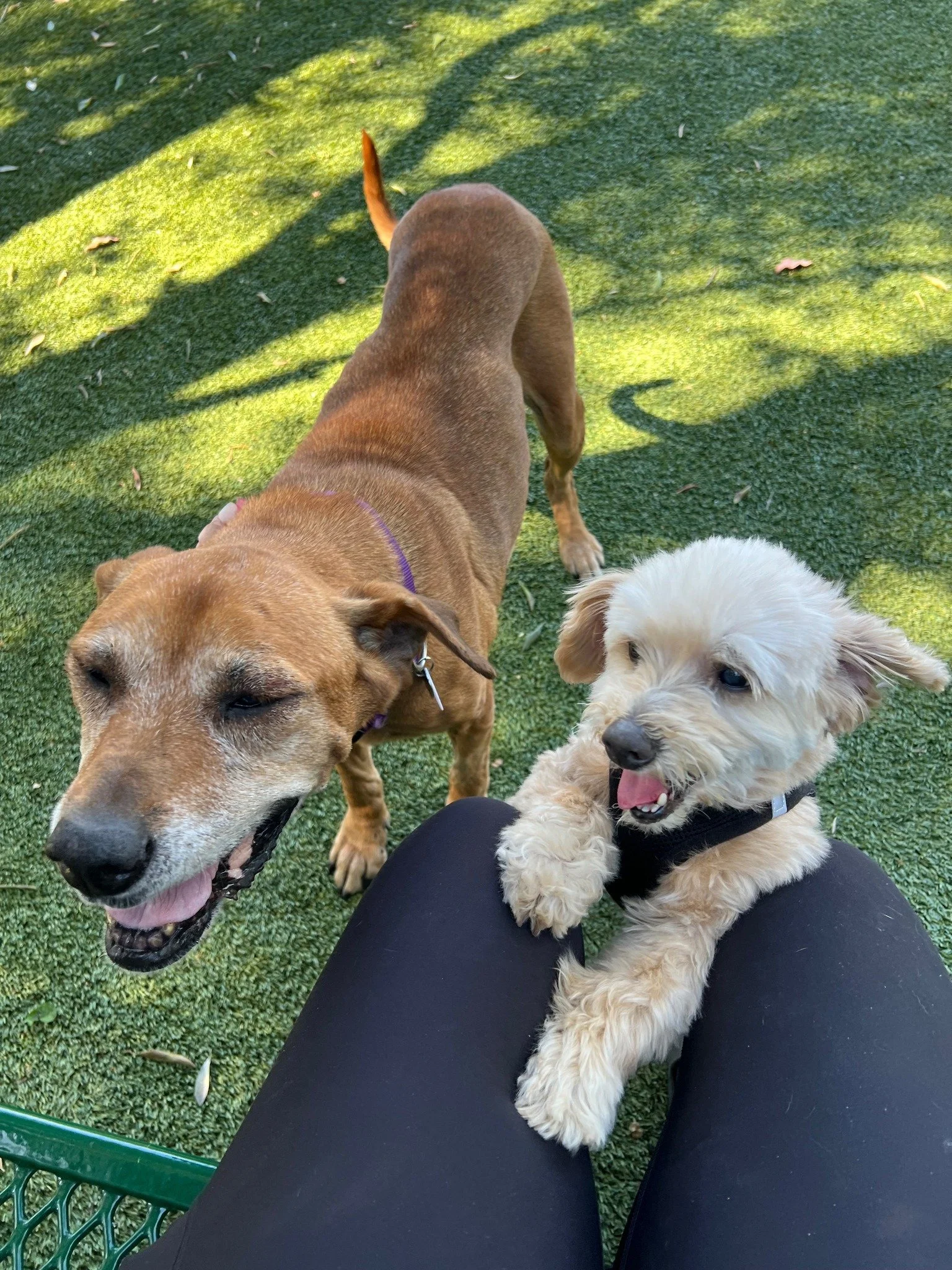  Fun Animal Friday at Children's Museum