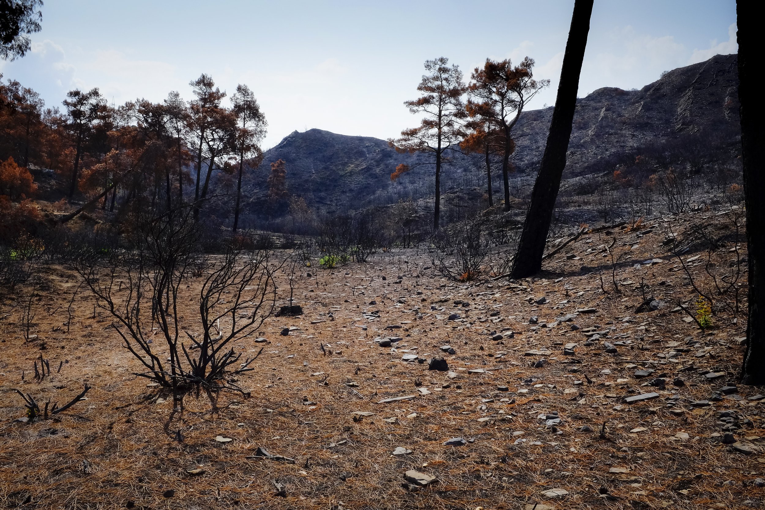  Burnt forest on Rhodes 