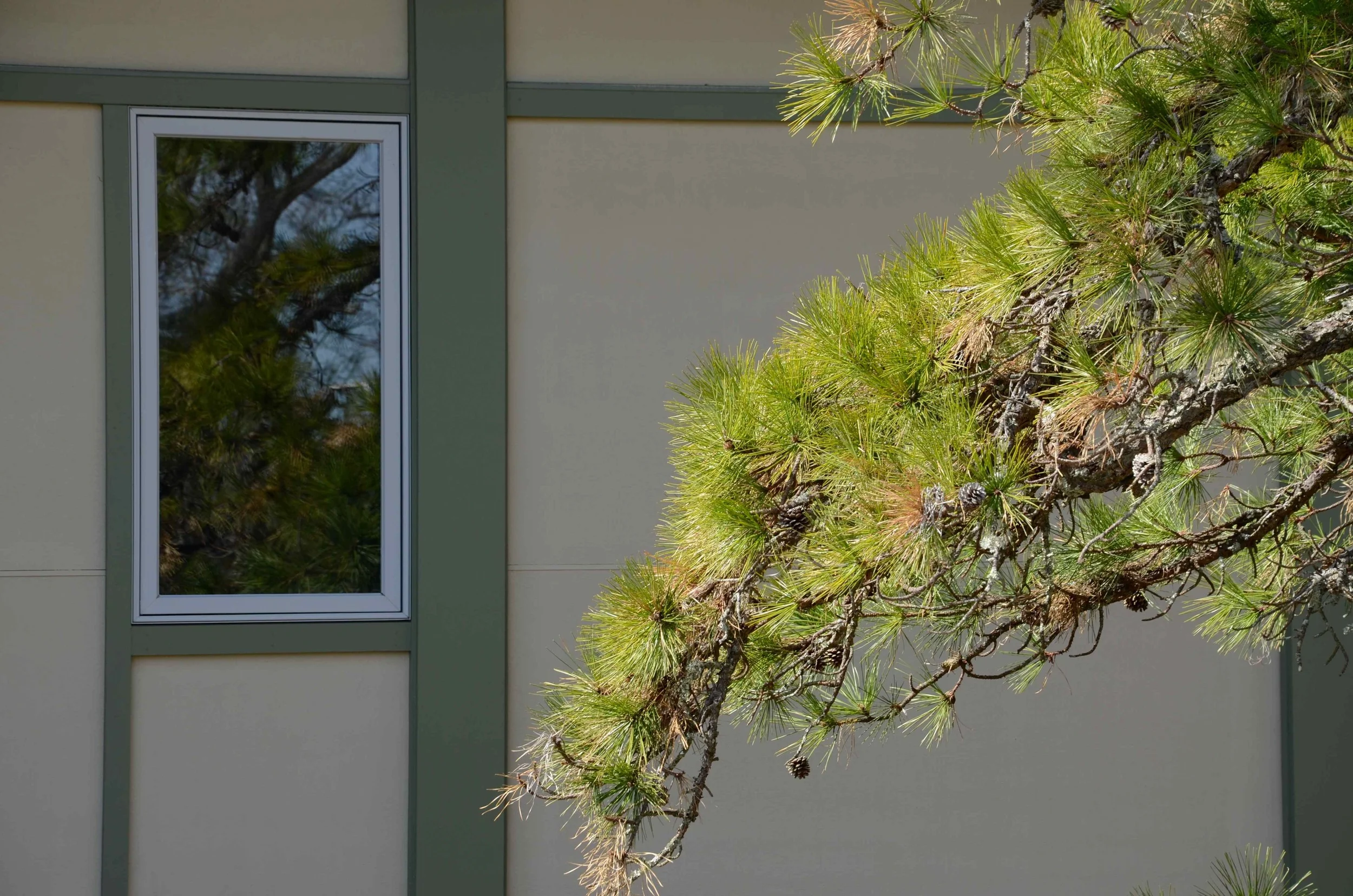 Window Pine.jpg
