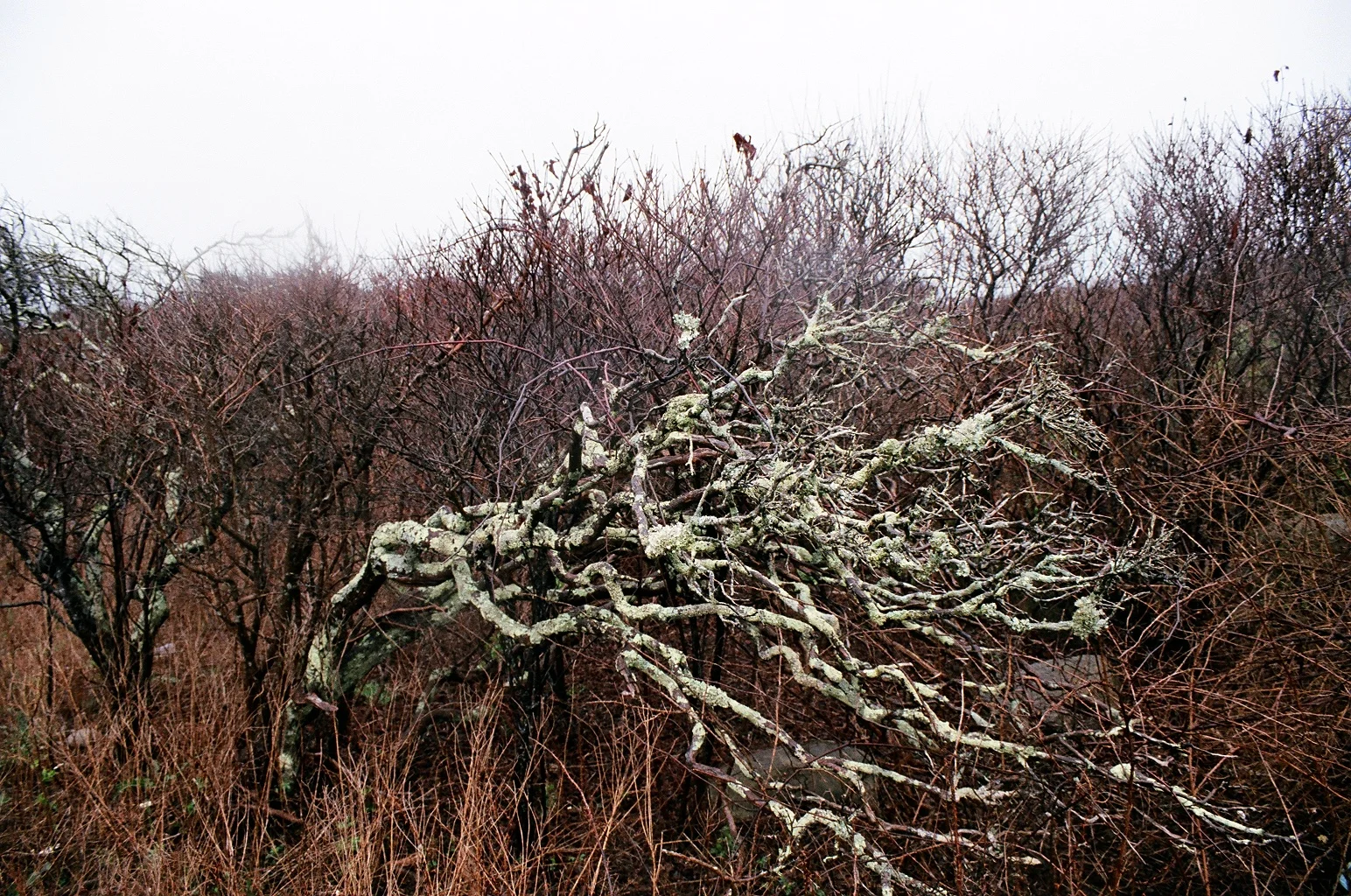   Untitled,&nbsp; Martha's Vineyard, 2012 