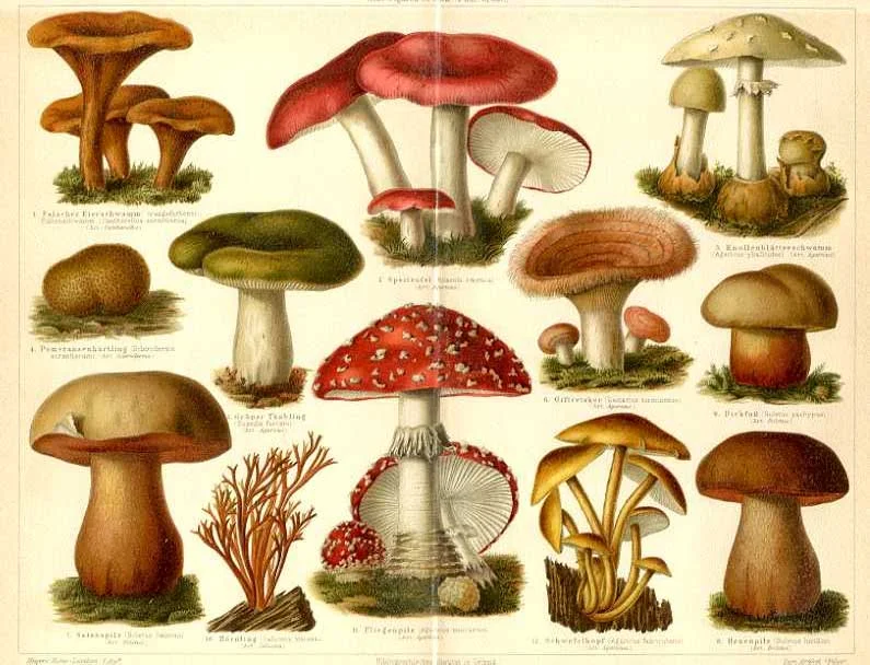 Scheda Funghi