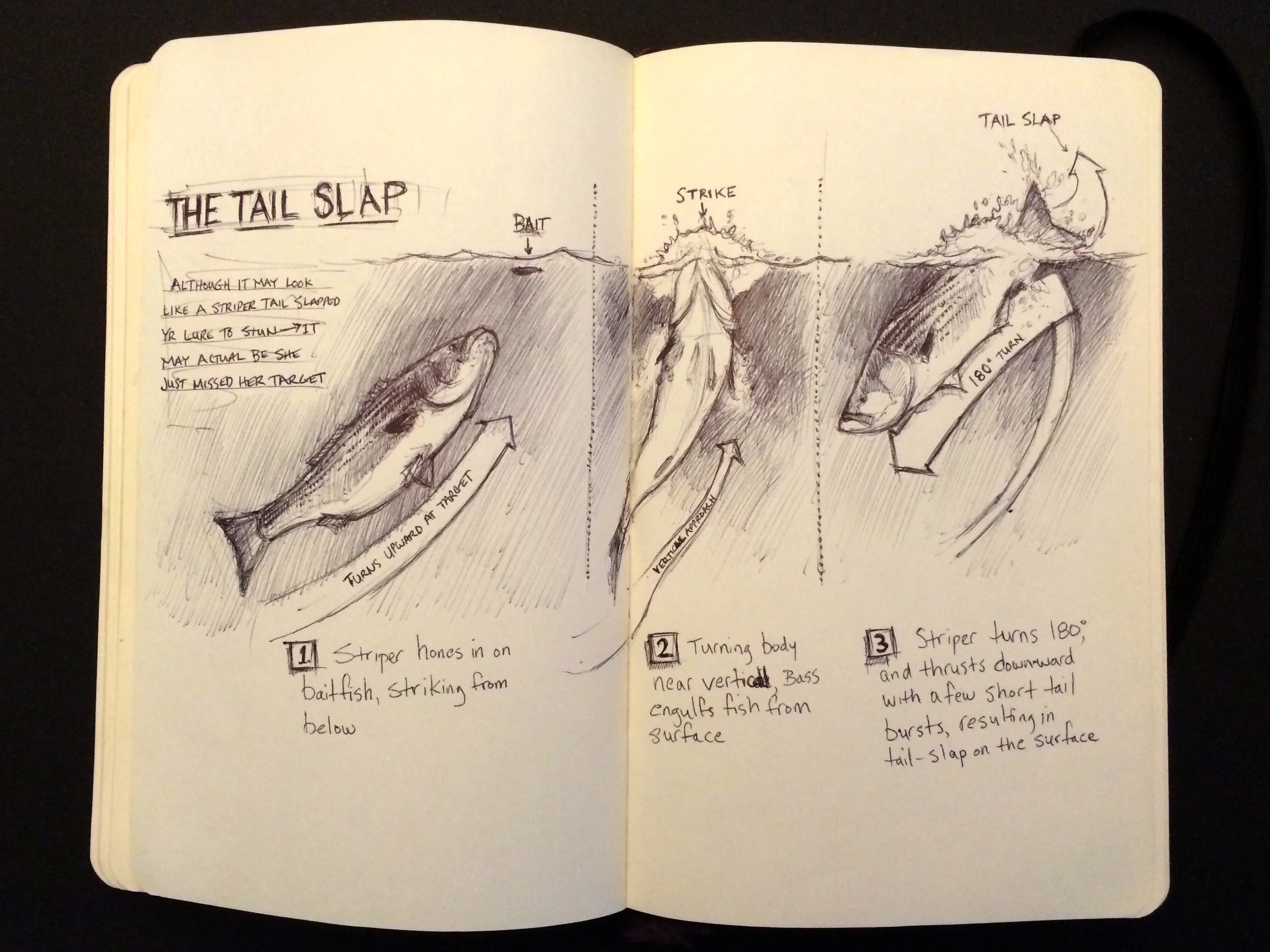 TAILSLAP.jpg