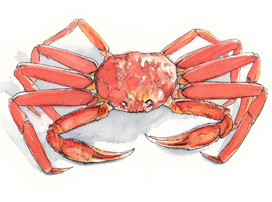 crab_art.jpg