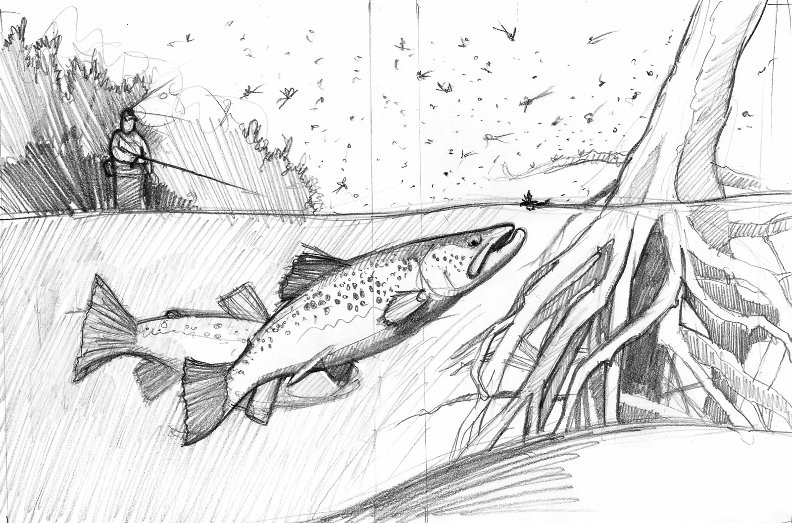 Trout_sketch.jpg