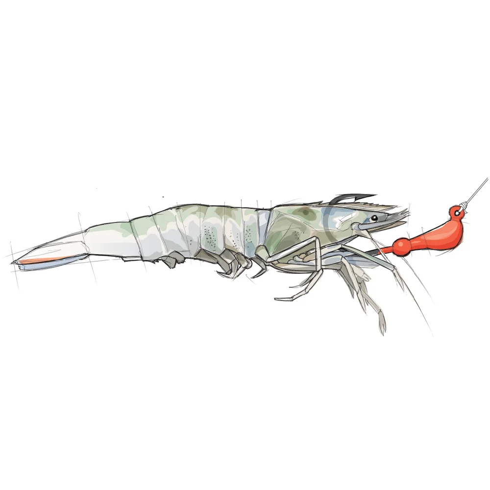 Deep-shrimp.jpg