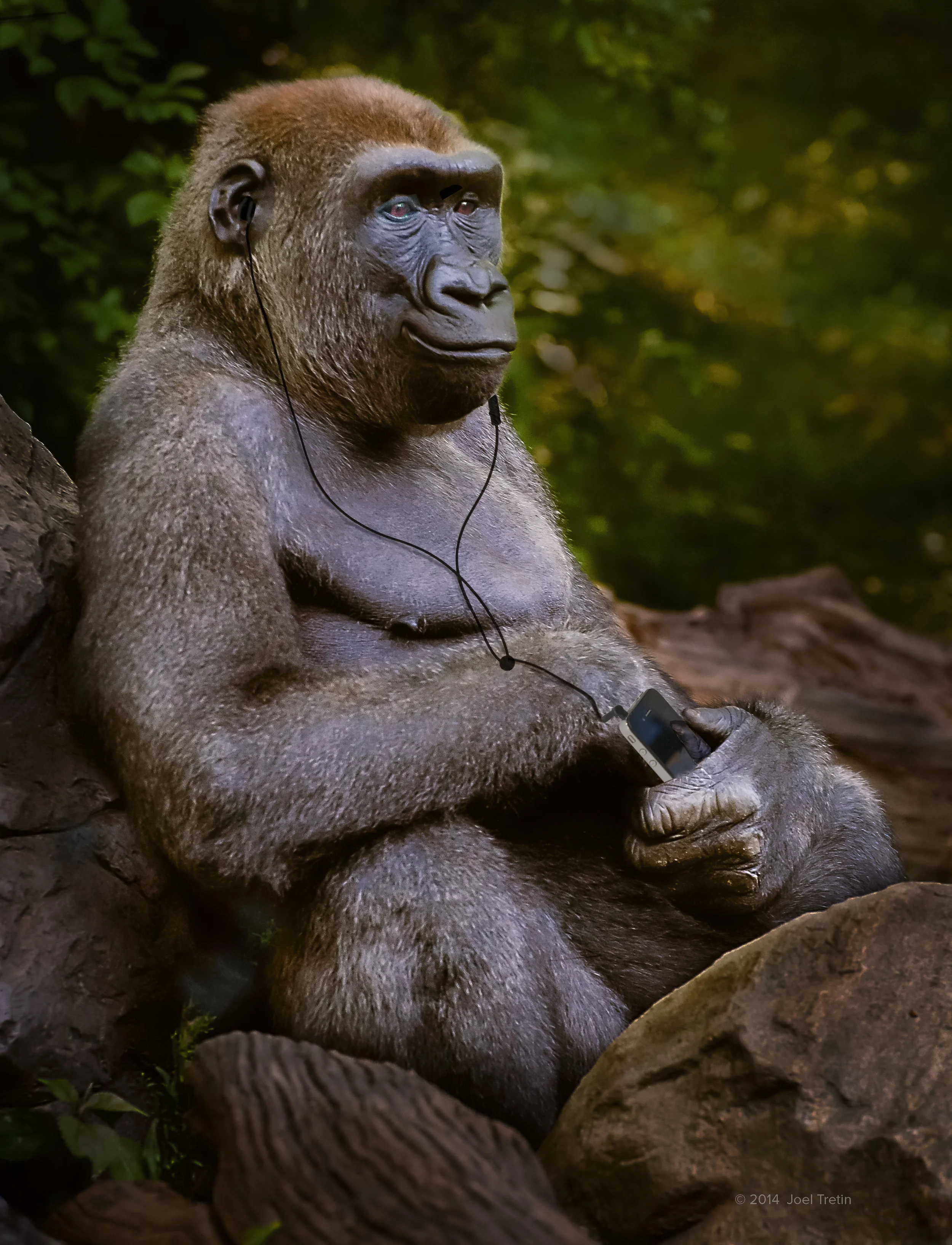 gorillaListeningToMusic._7.jpg