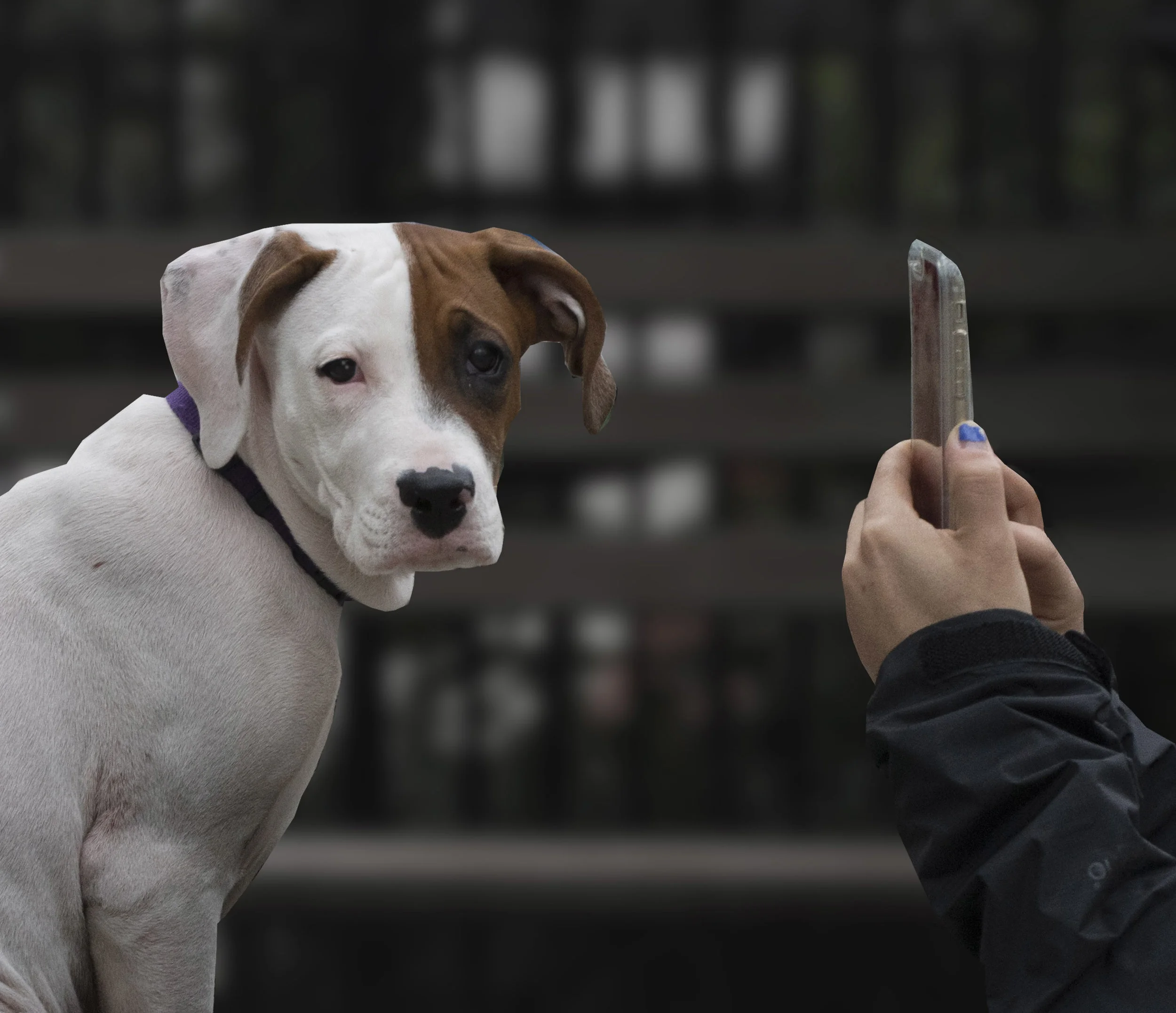 dogExasperatedPIctureSelfie2.jpg
