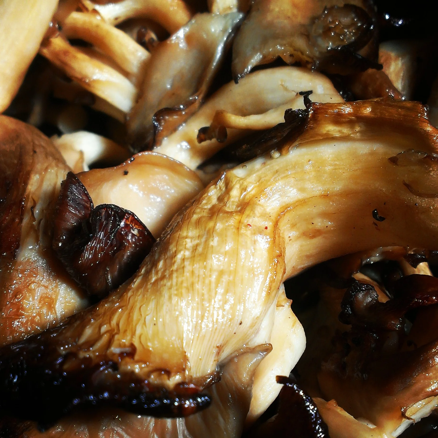 Smoked Local Oyster Mushroom.jpg