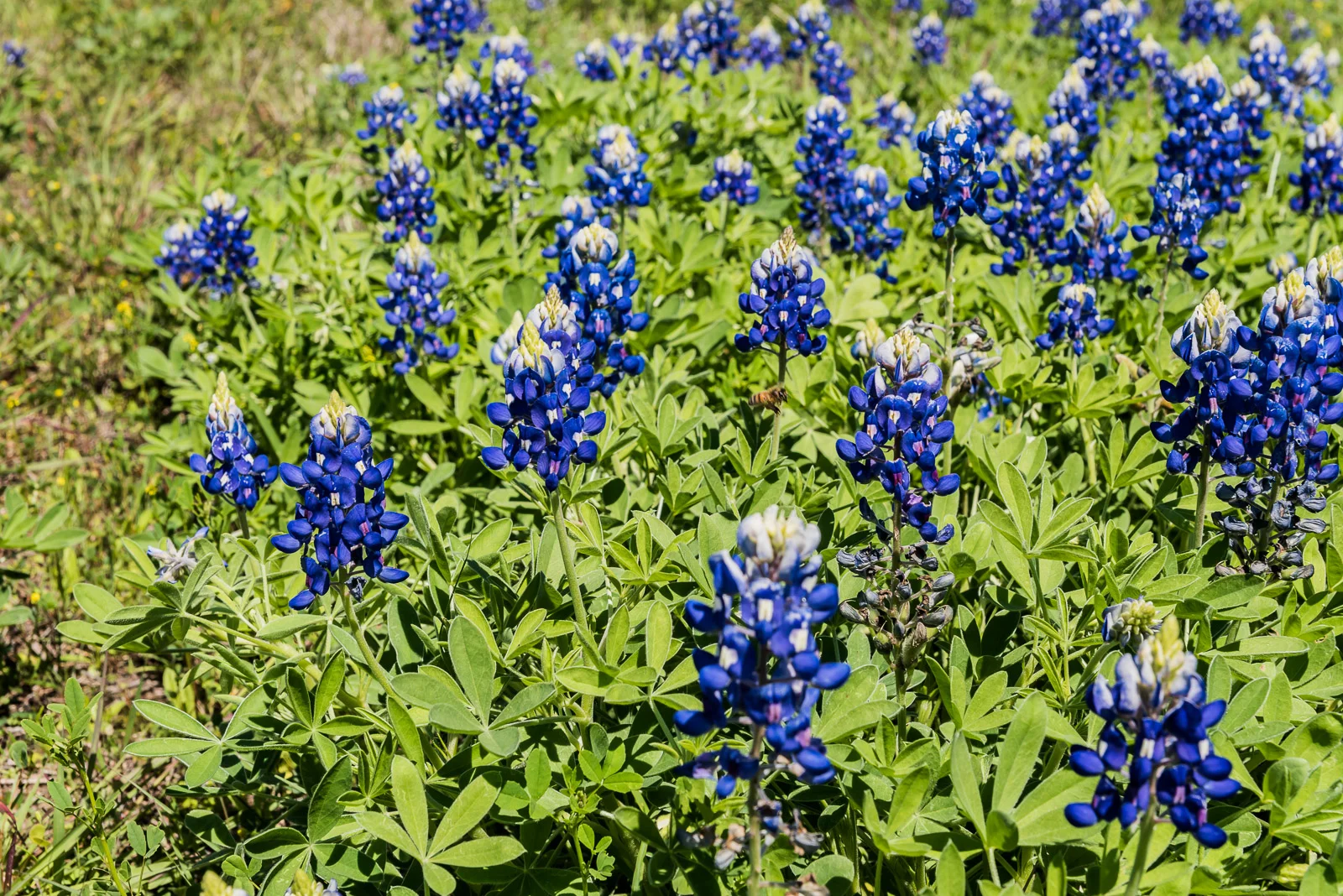 DSC_3440.jpg