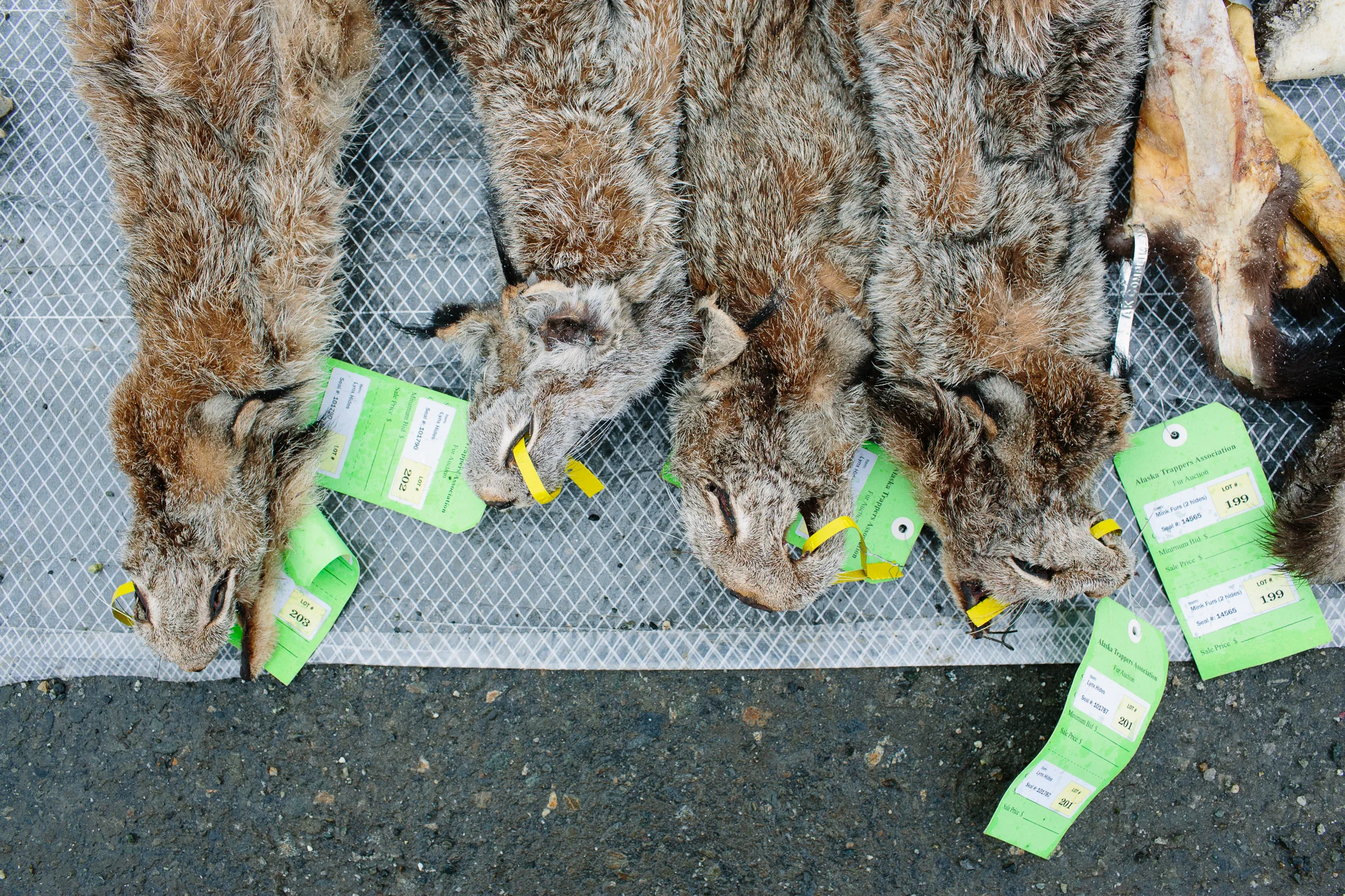 Lynx pelts displayed before the auction.