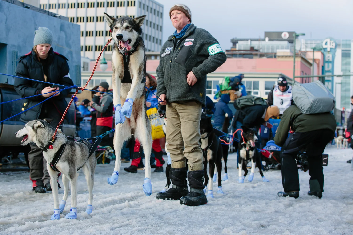 Dogs of musher Thomas Waerner of Norway (bib #8) leap excitedly in the air waiting for their turn to start down fourth avenue in downtown Anchorage Alaska on March 7, 2015.