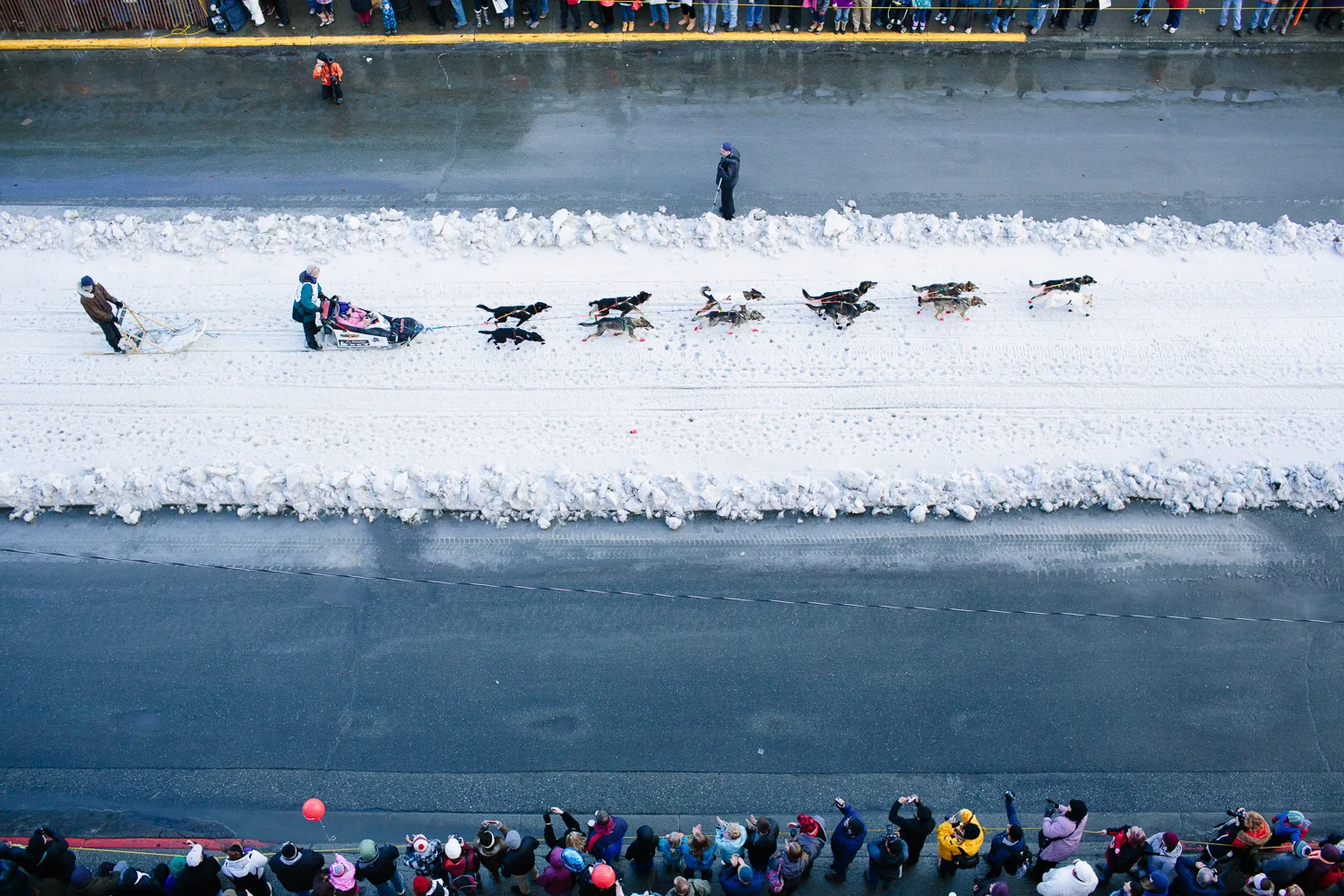 Jodi Bailey of Fairbanks mushes down Fourth Avenue in Anchorage Alaska at the Iditarod's Ceremonial Start on March 7, 2015. Snow was brought in by trucks to accomodate the race due to lack of snowfall.