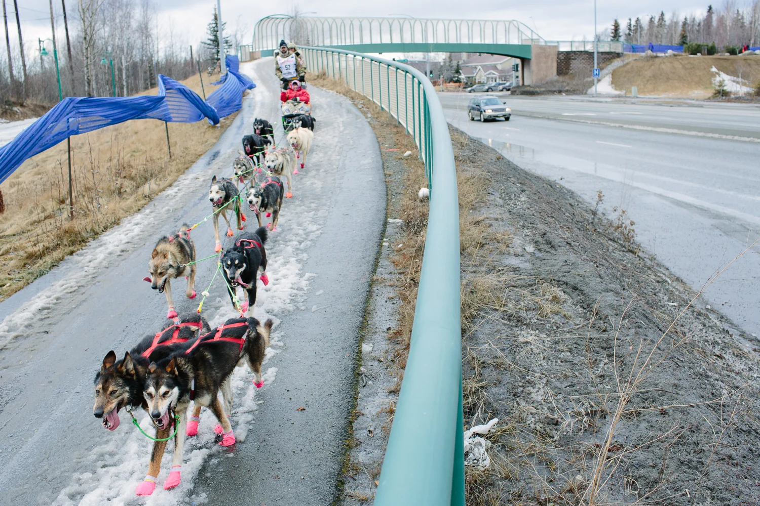 Bib 52, musher Rick Casillo and his dog team mushed over minimal snow next to Tudor Road in Anchorage Alaska during the Ceremonial Start of the 2015 Iditarod.