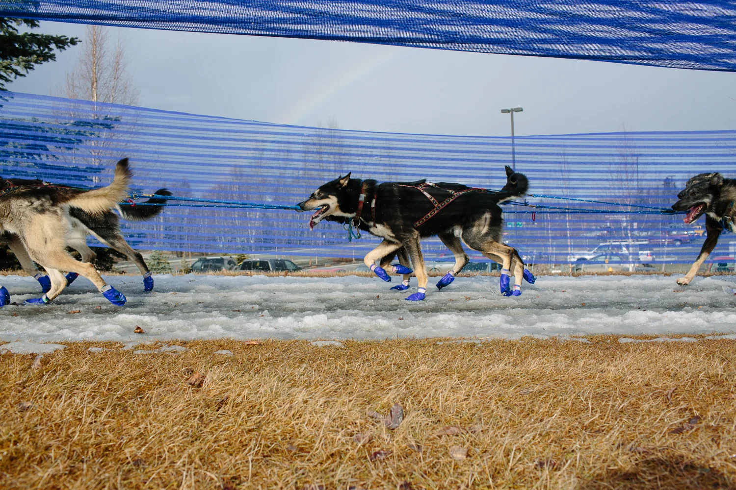 Dog teams ran next to bare grass in the unusually warm temperatures and limited snow during the Ceremonial Start of the 2015 Iditarod. Anchorage, Alaska. March 7, 2015.