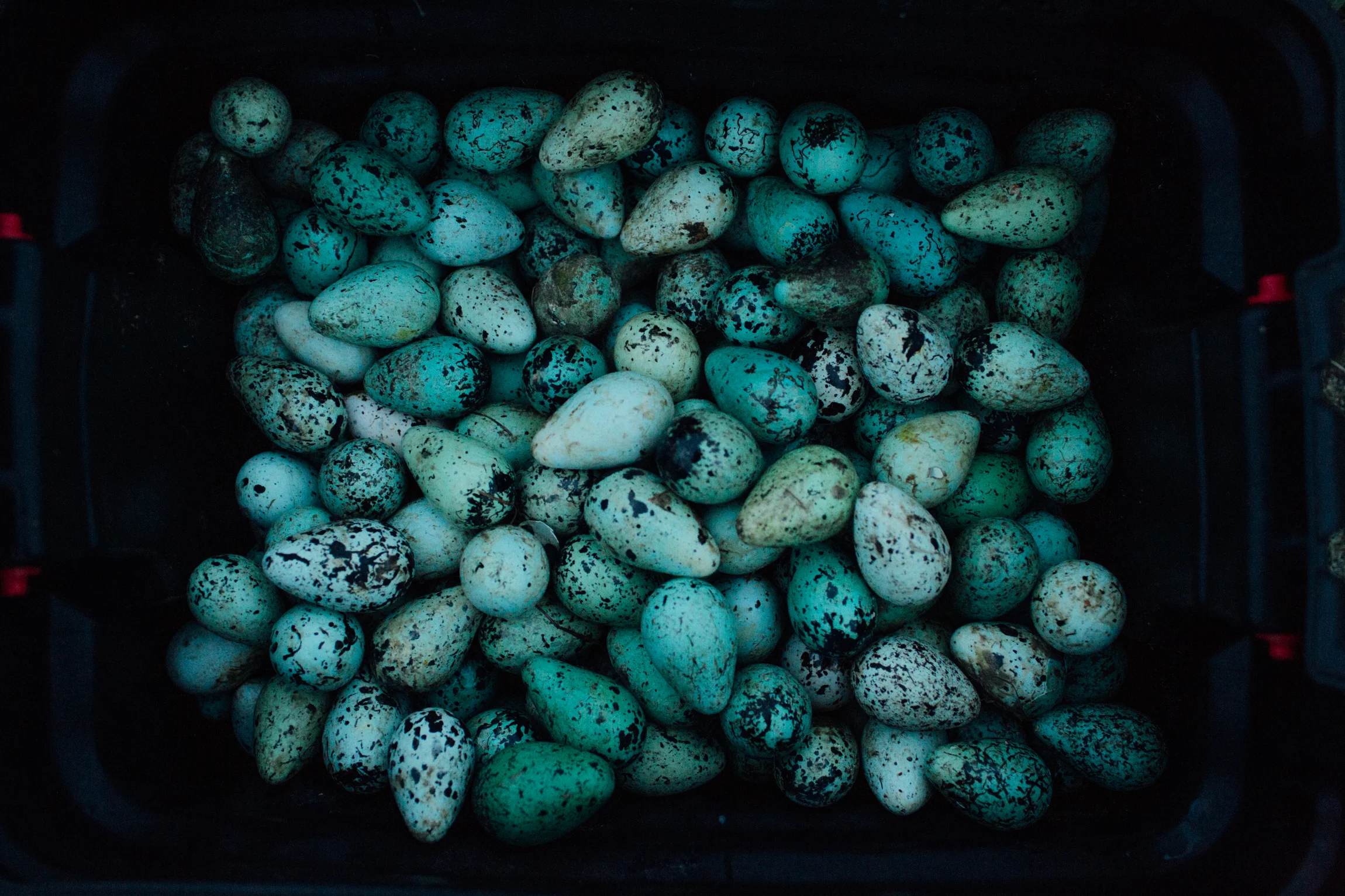 Common Murr eggs collected from cliff sides on St. Lawrence island. Murr eggs provide subsistence food for families in the villages of Savoonga and Gambell on the island.