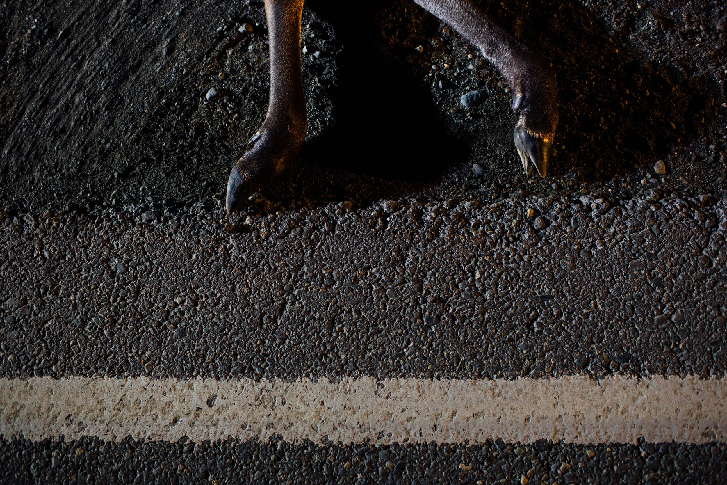 NYT_Moose_Roadkill_2.jpg