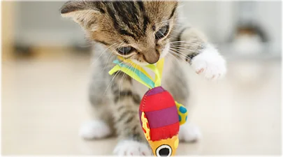 getty_rf_photo_of_kitten_playing_with_toy.jpg