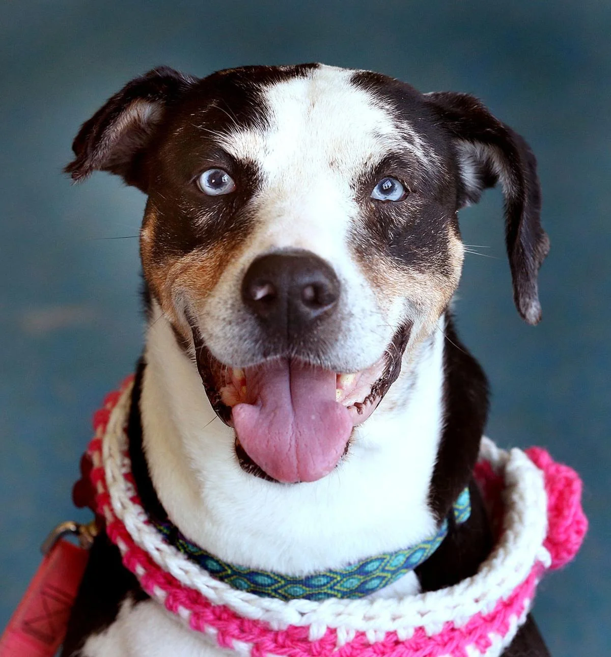First WAGS graduate, Ophelia. | adopted 06/19/2017