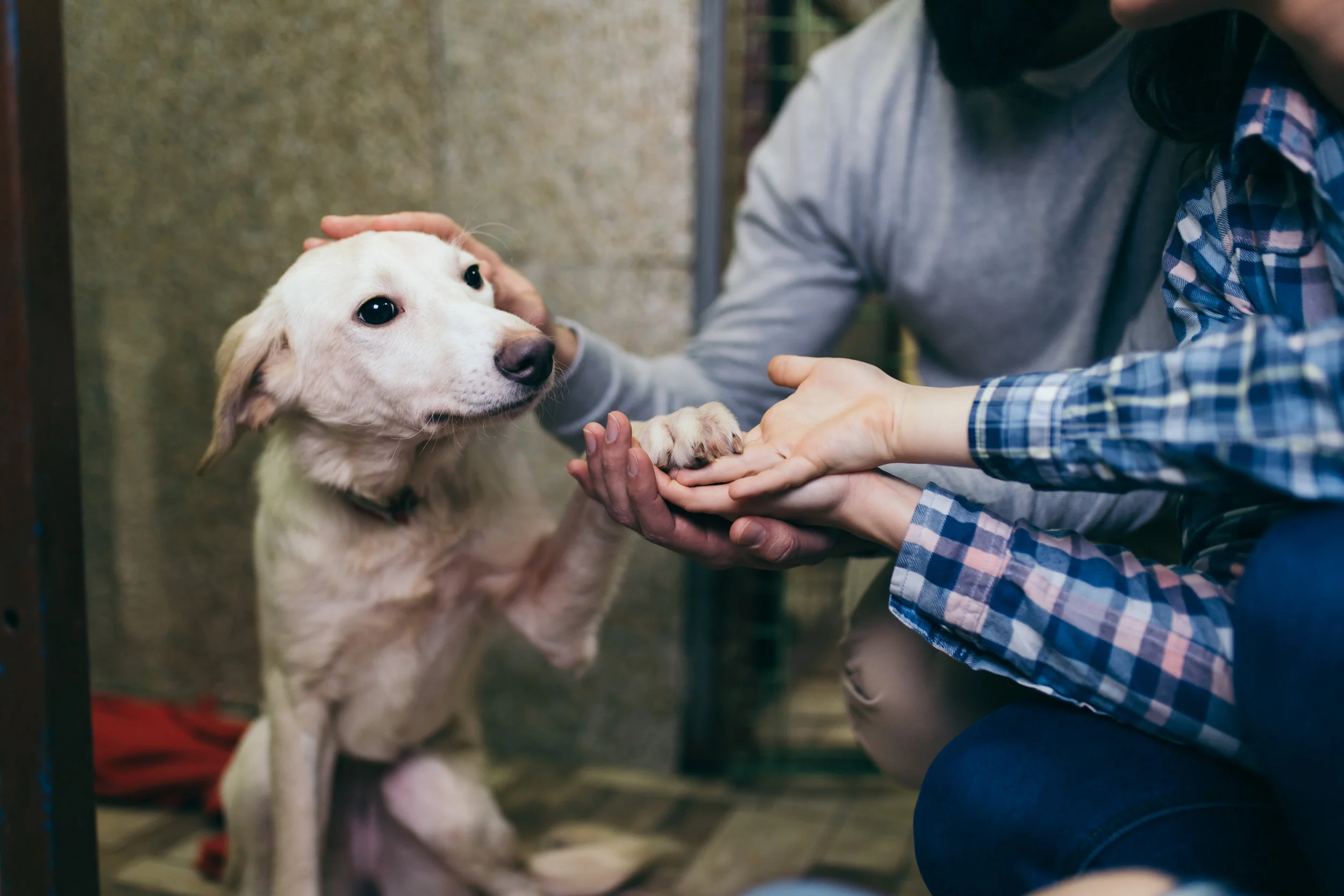 Shelter Dog Meets Adopters.jpeg