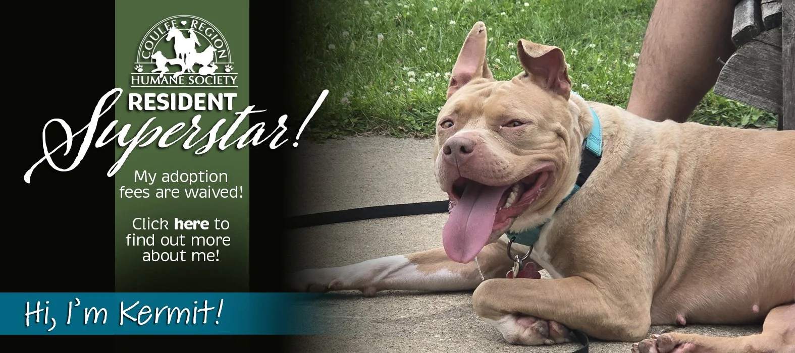 https://www.adoptapet.com/pet/48226976-onalaska-wisconsin-pit-bull-terrier-mix