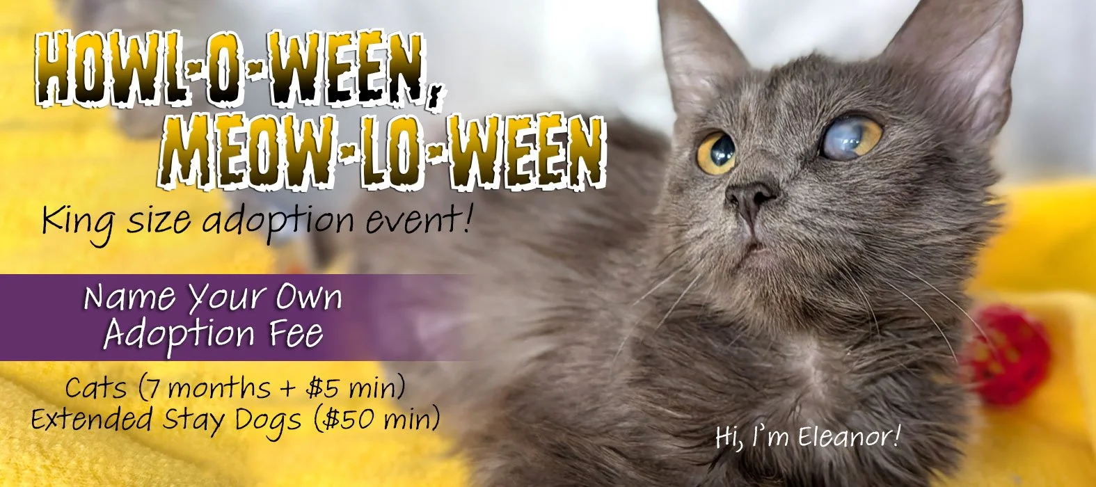 Web-Haloween.jpg