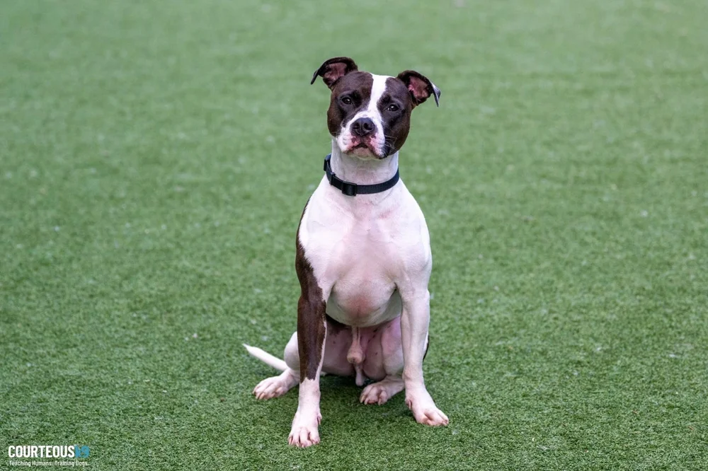 CRHP DOG Atticus