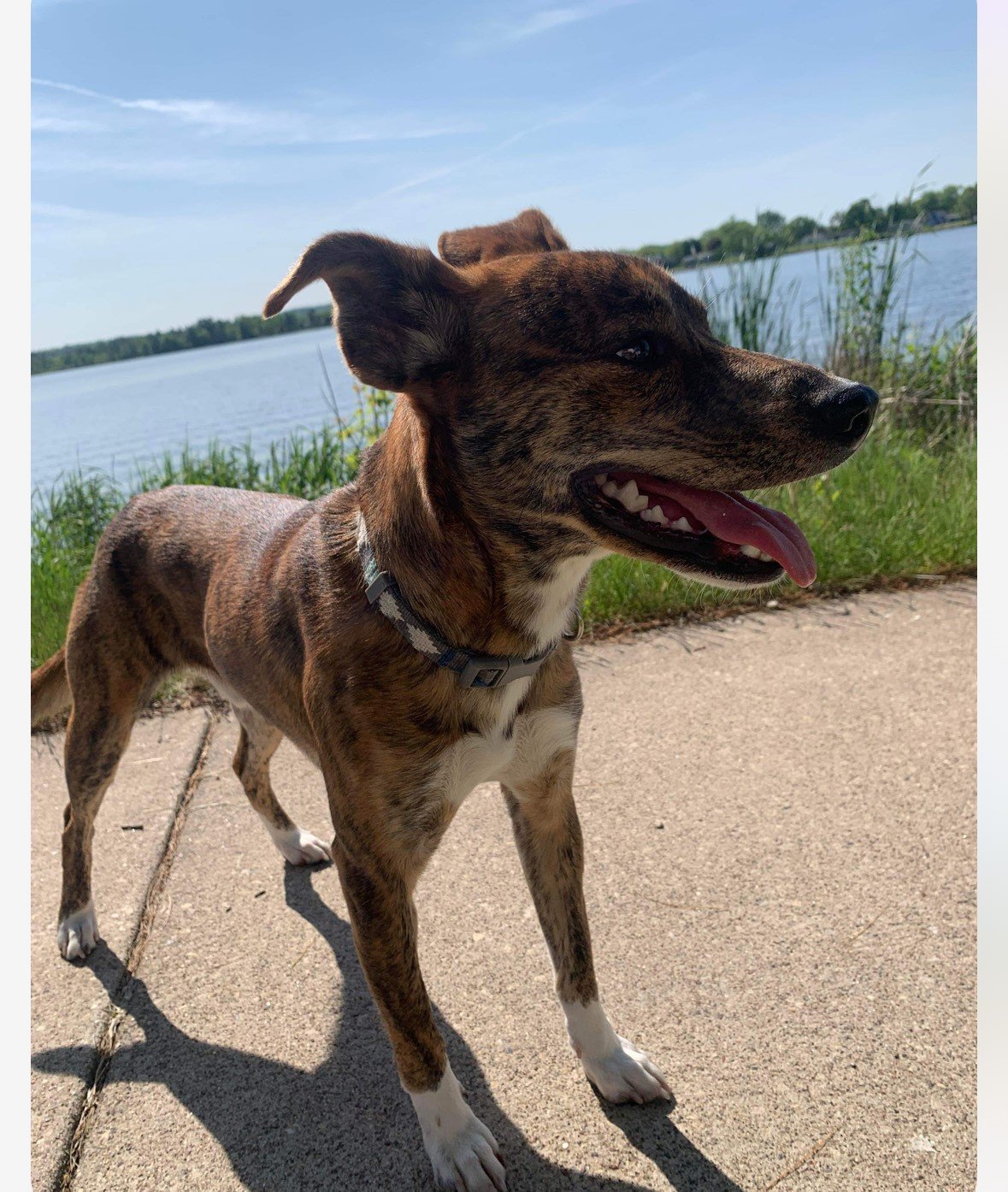 Community Rehome Pet Program