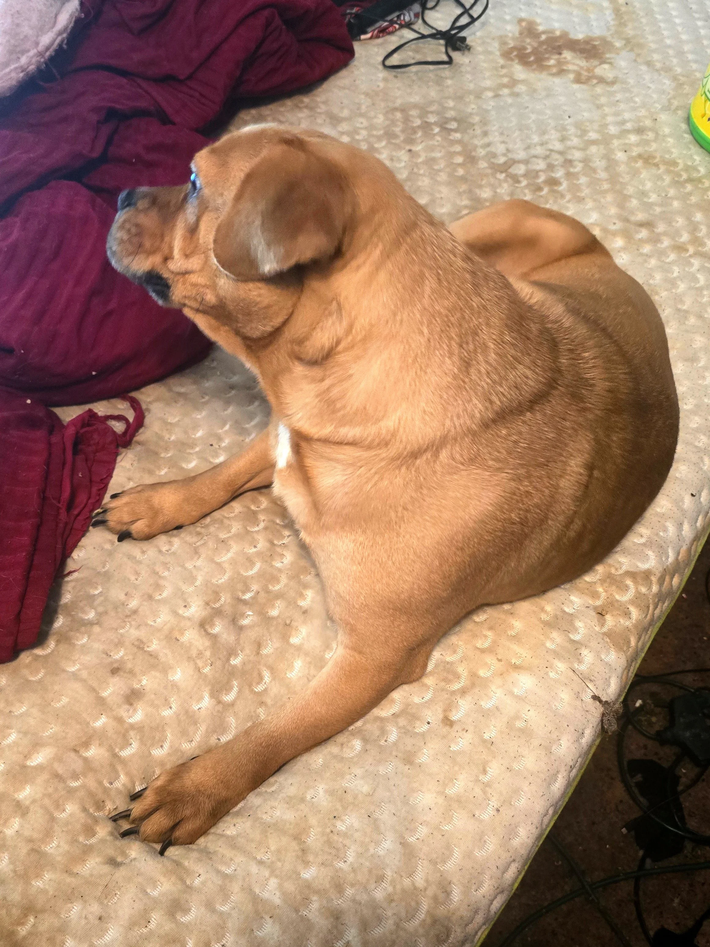 CRHP DOG Prince