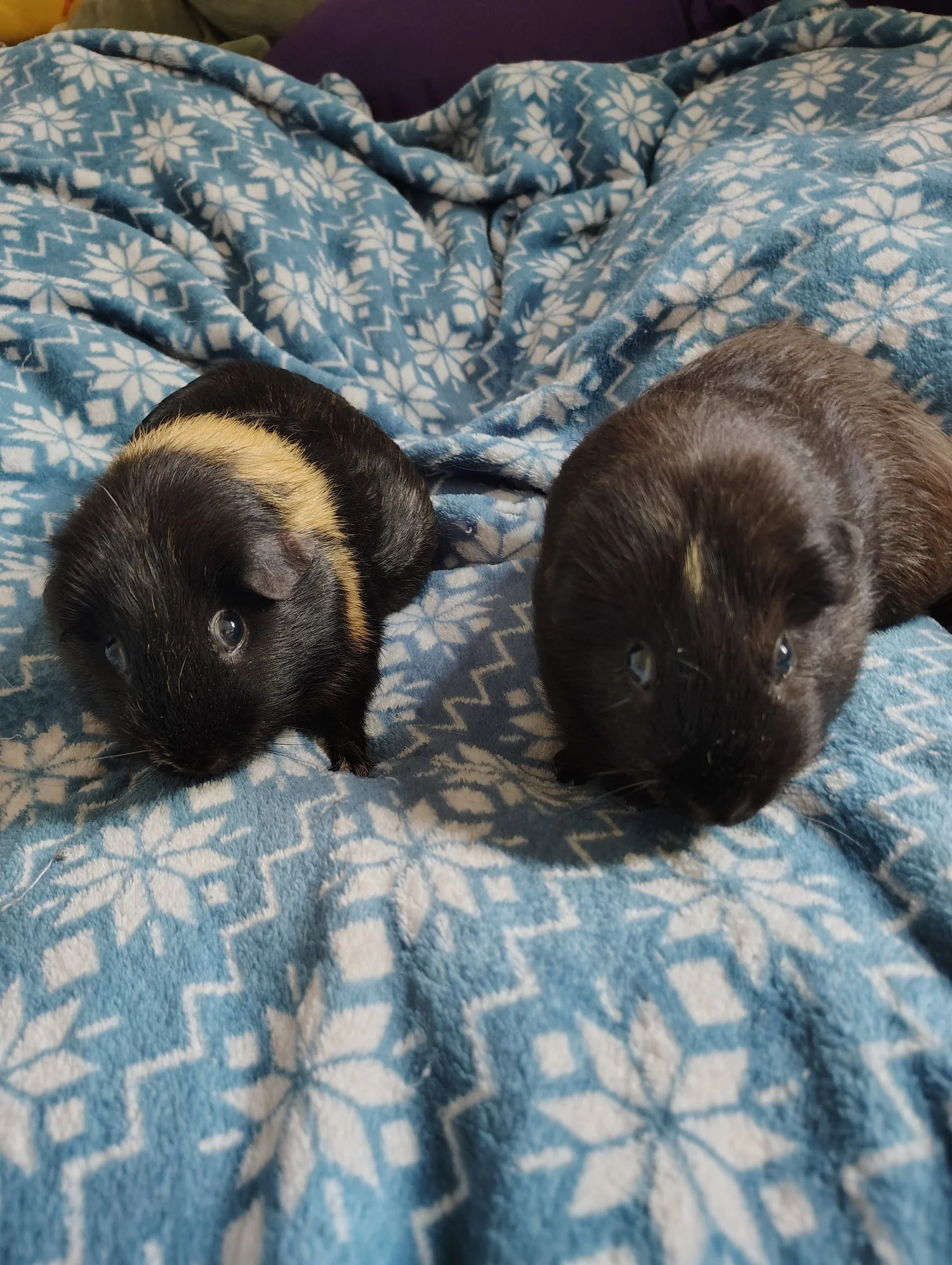 CRHP OTHER Lucy & Touka